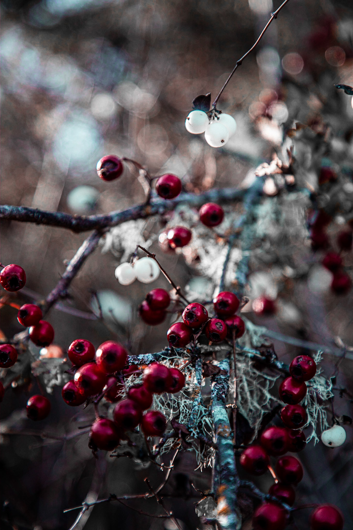 Hawthorn &amp; Snowberry