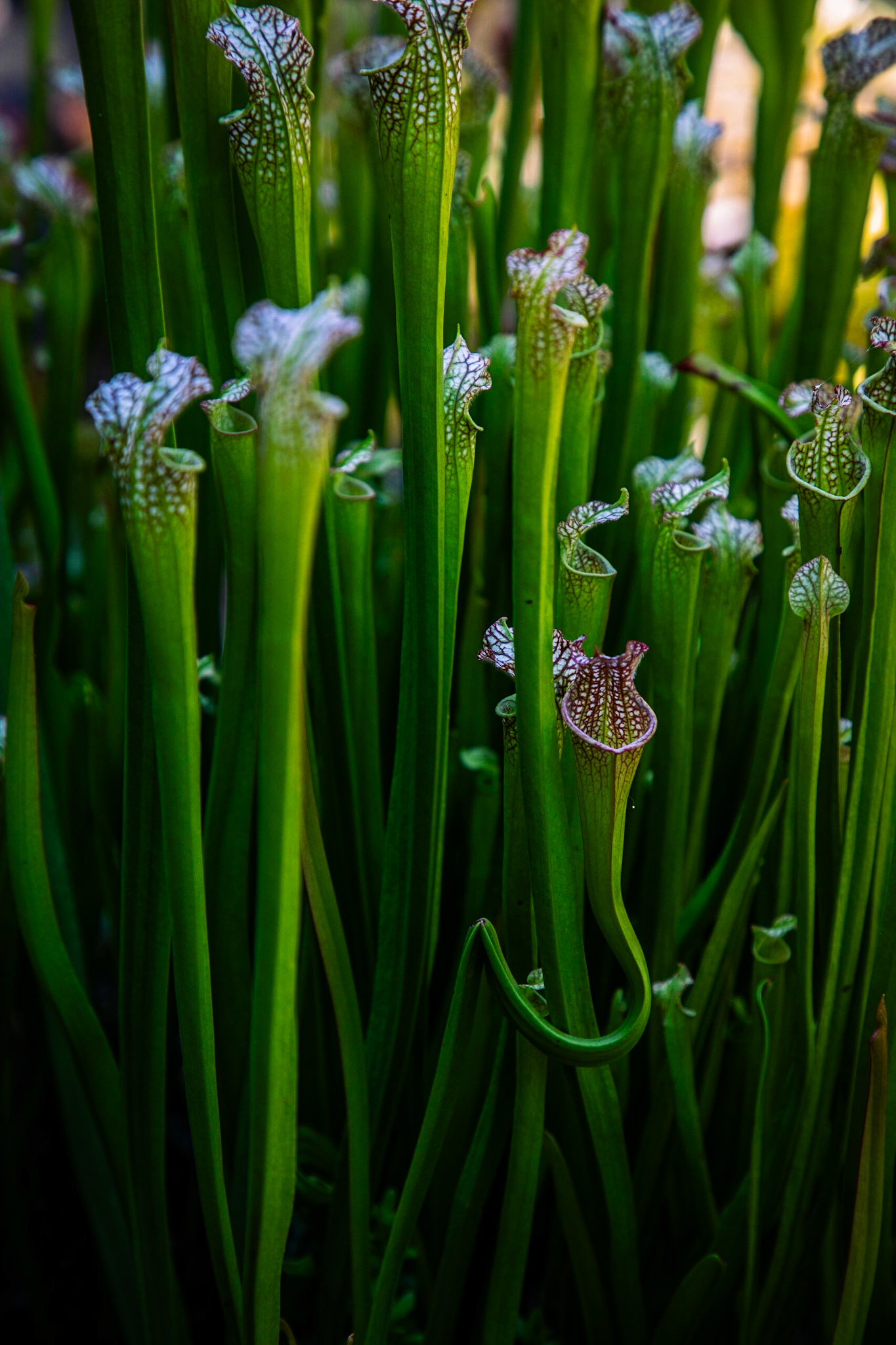 Pitcher plants waiting for their next meal.