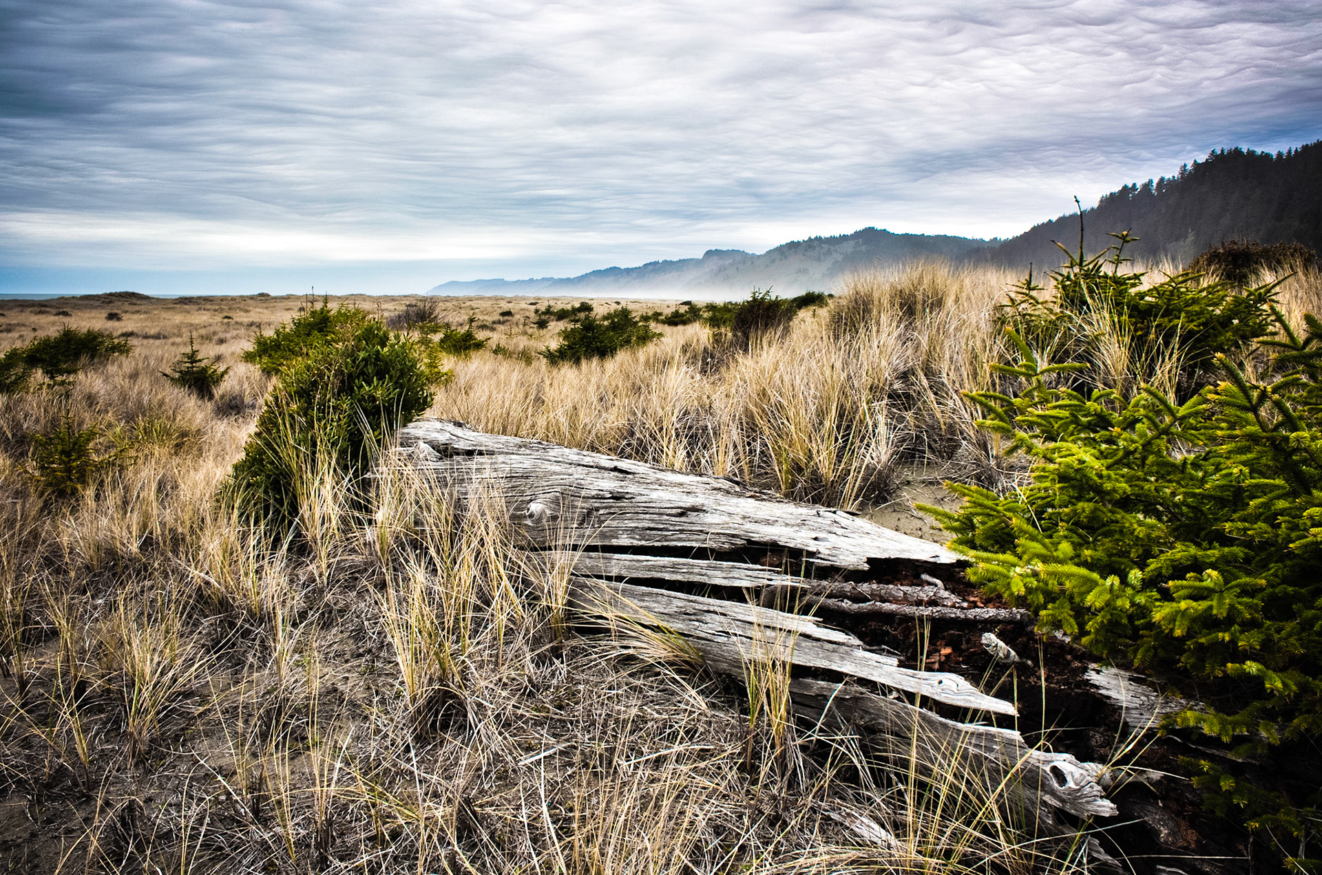 Photo taken at Prairie Creek Redwoods, California State, USA.