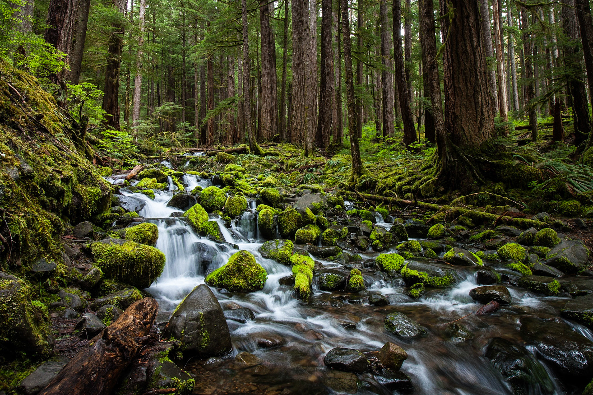 One of the many creeks that run into the Sol Duc River.  This photo was taken during the spring.