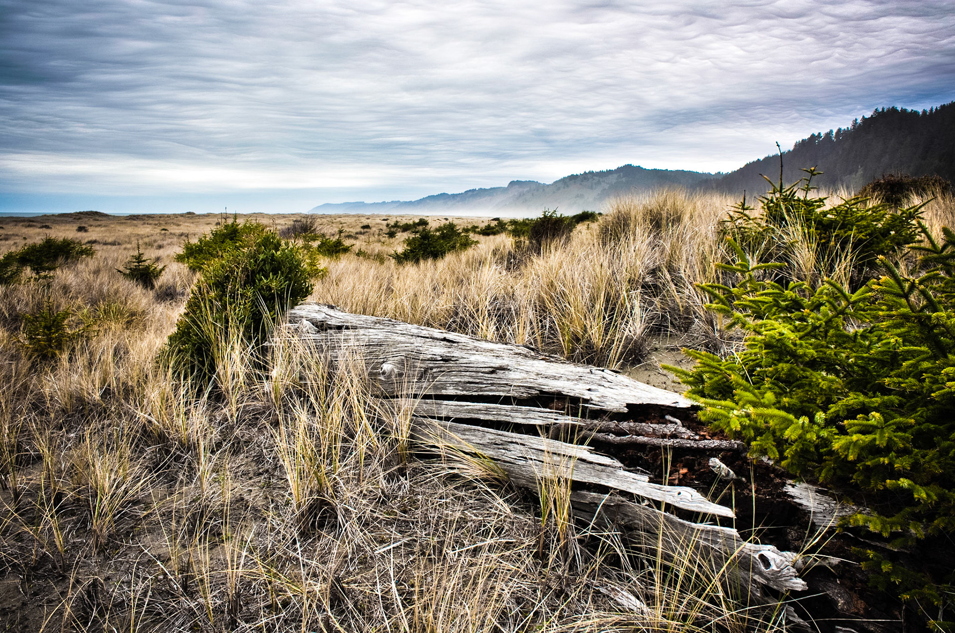 Photo taken at Prairie Creek Redwoods, California State, USA.