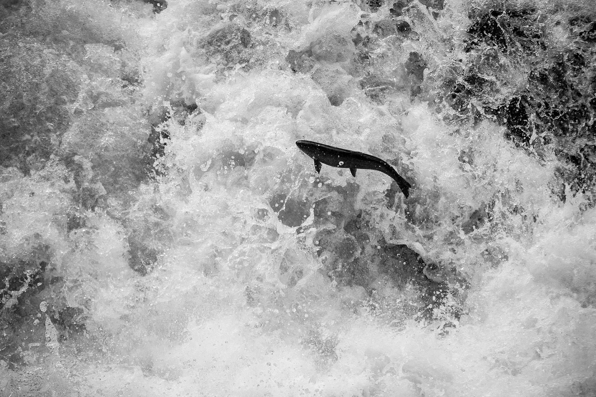 A salmon leaps to the top of a waterfall as it makes its way back to its birthplace on the Sol Duc River.