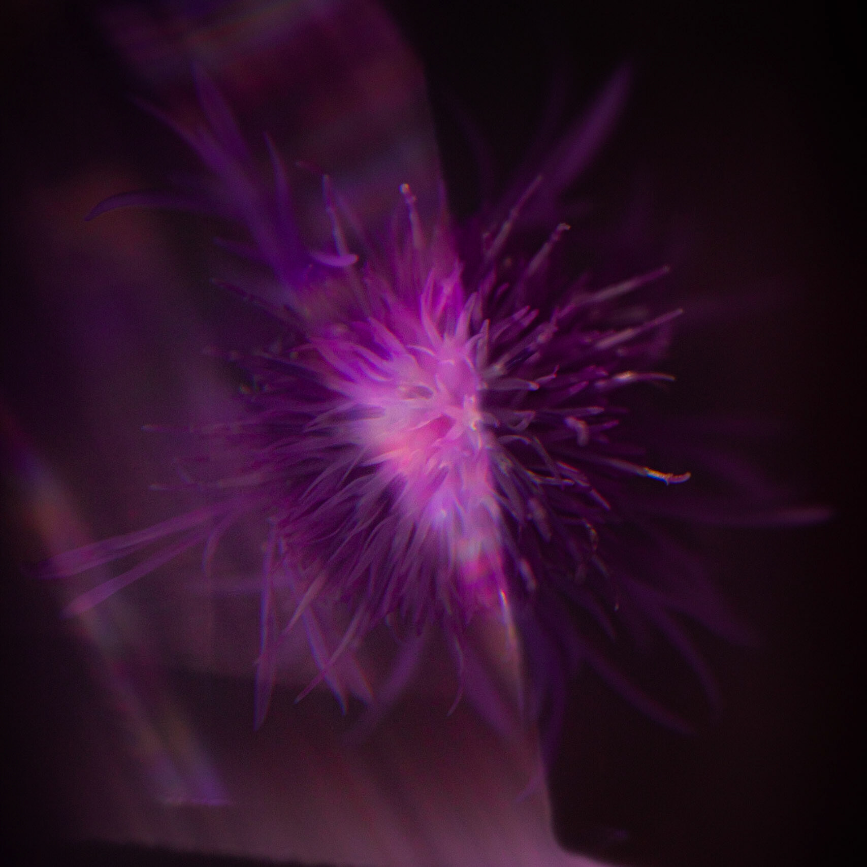 The flower of a spotted knapweed. While beautiful, this plant is very invasive and considered a noxious weed in most of the USA. This was taken using a free-lens technique.