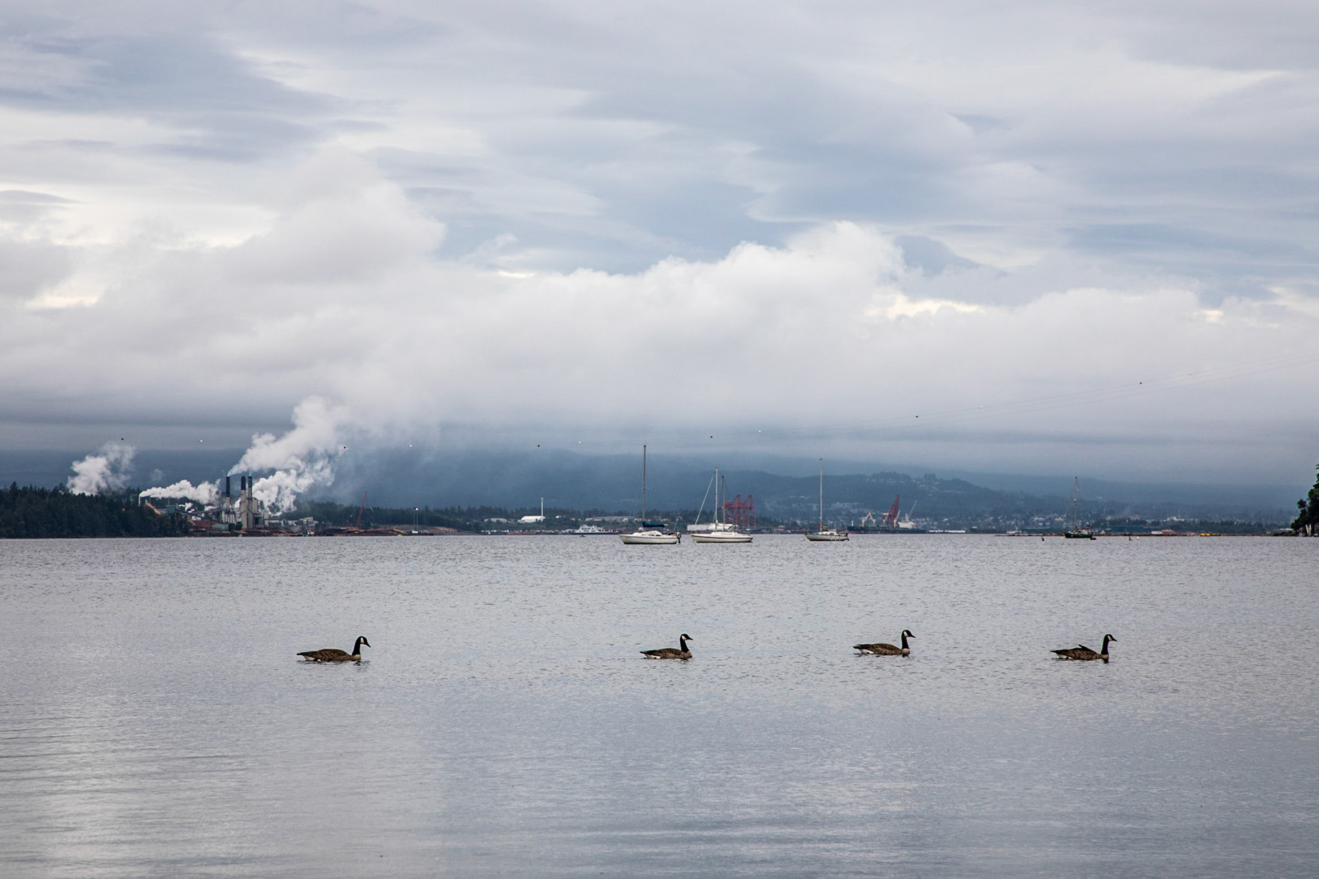 A group of canadian geese swimming off the shore of Gabriola Island in British Columbia with the city of Nainaimo on Vancouver Island in the distance