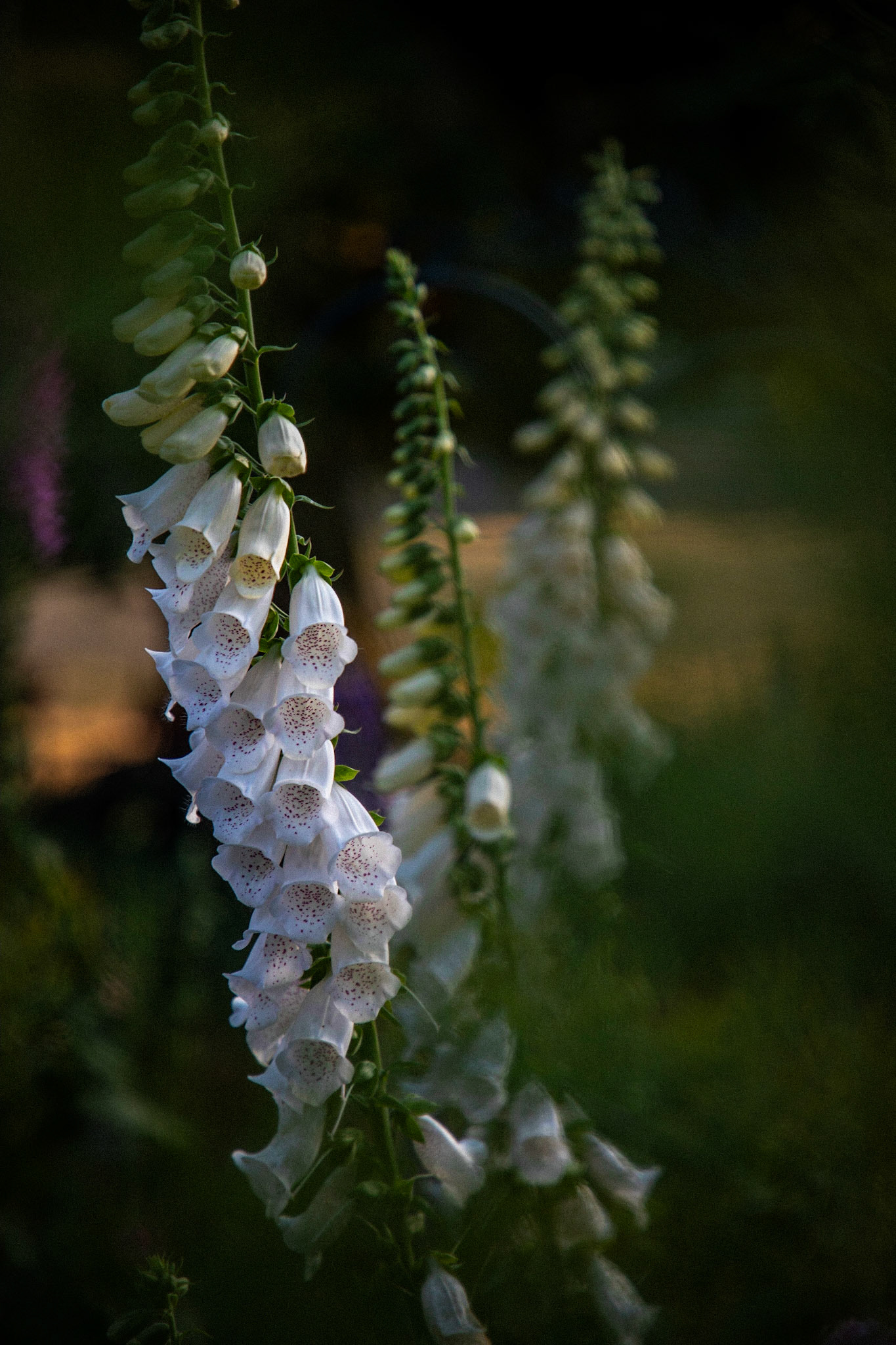 Digitalis purpurea