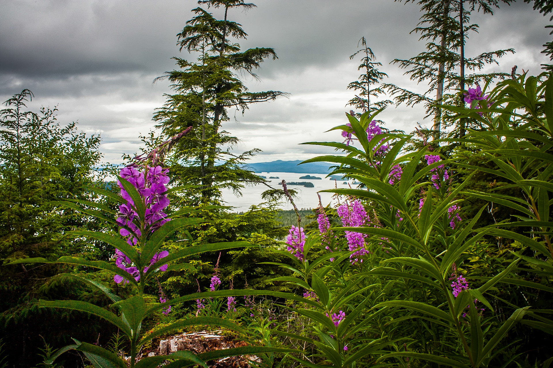 Photo was taken on Craig, Southeast Alaska, USA.