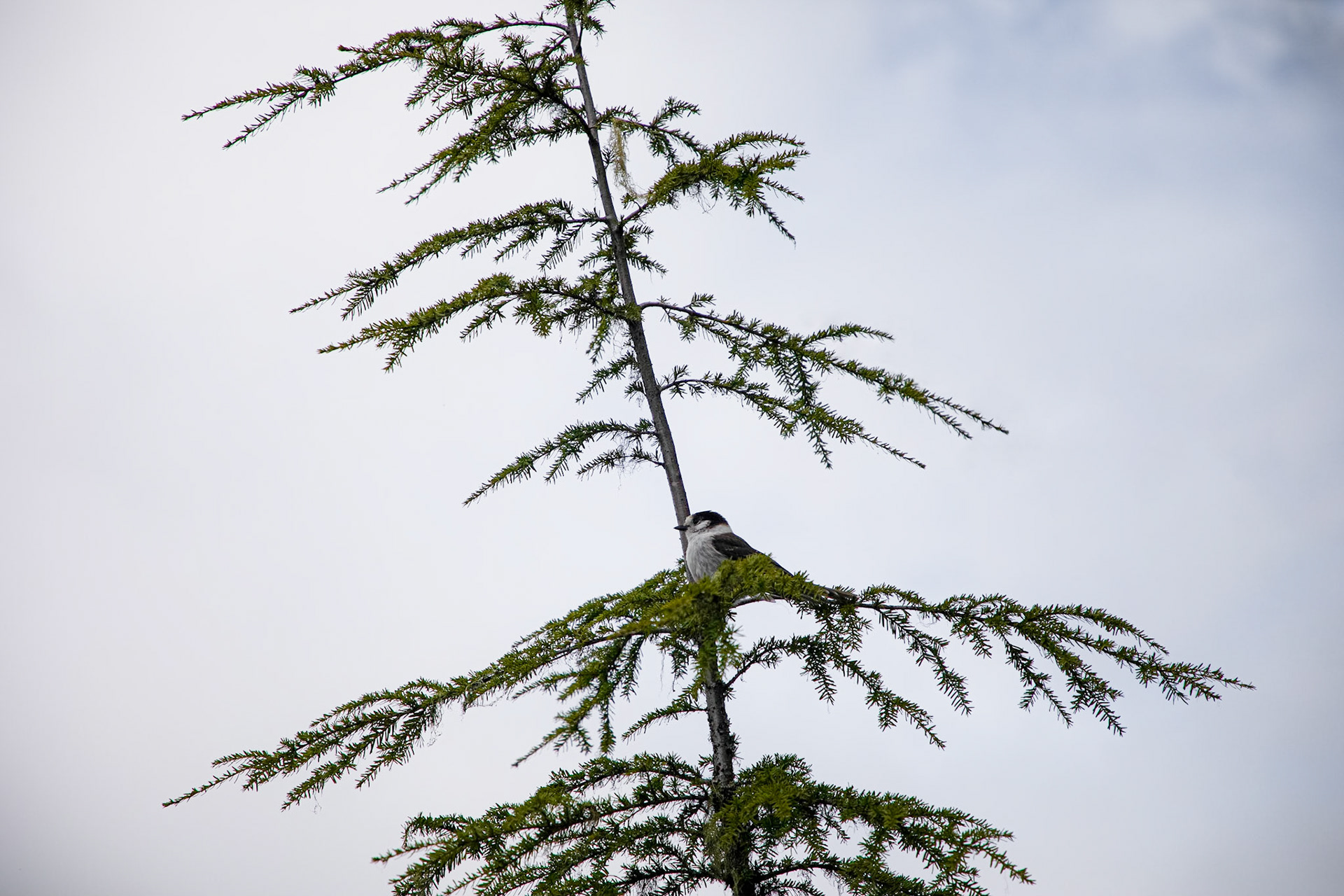 A Canada jay watches from a branch of a western hemlock.