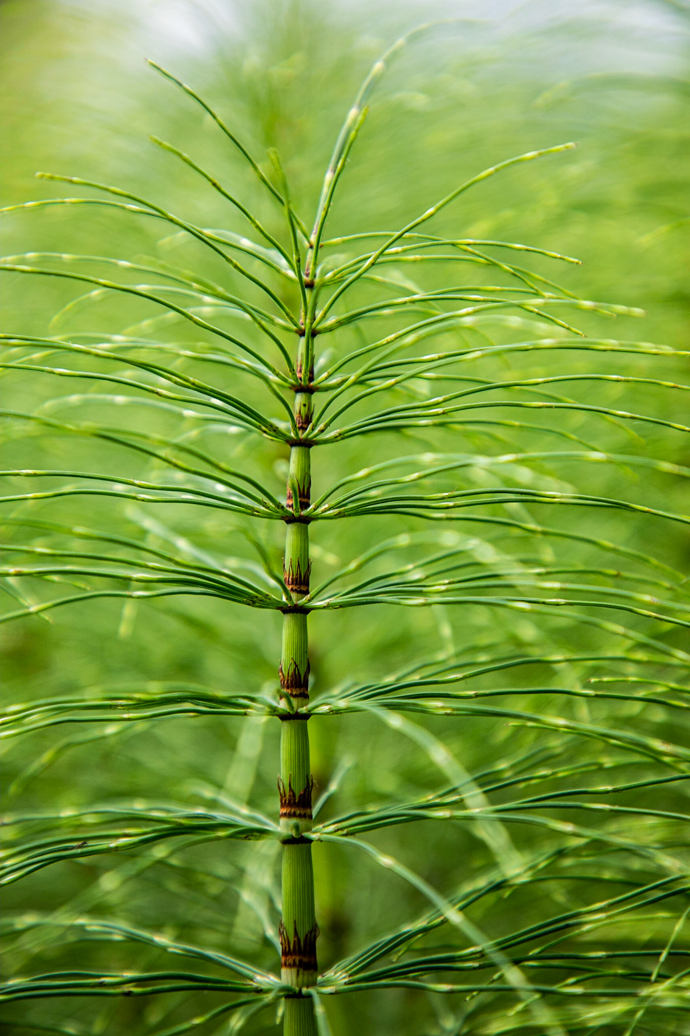 Equisetum iis the only living genus in Equisetaceae, which is in the same class of plants as ferns.
