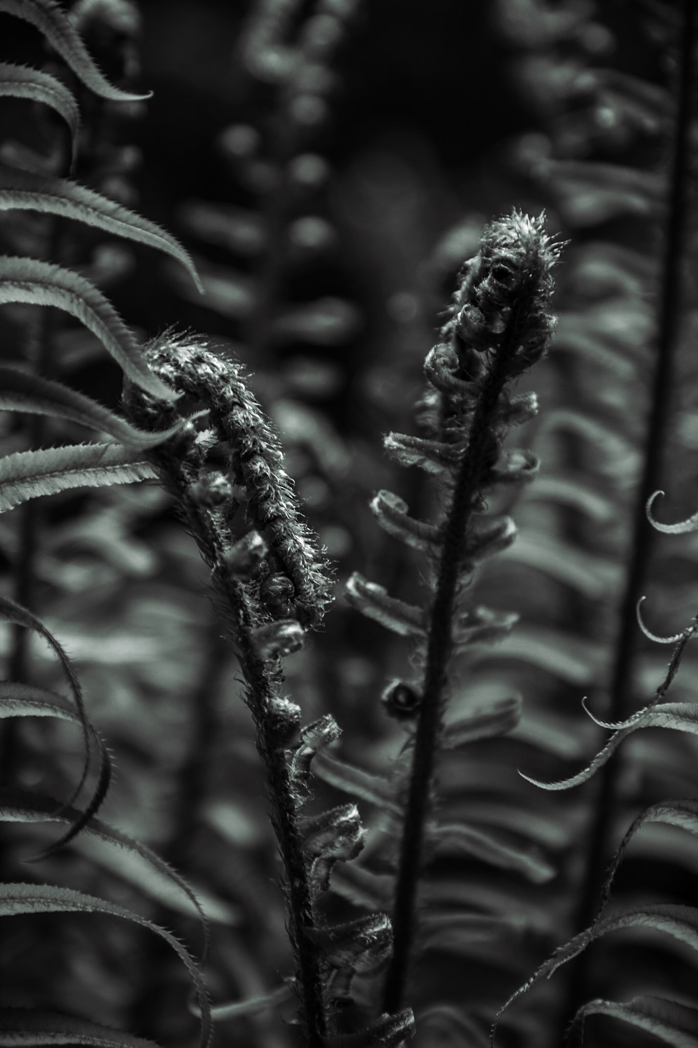 Fiddleheads of a swordfern, polystichum munitum