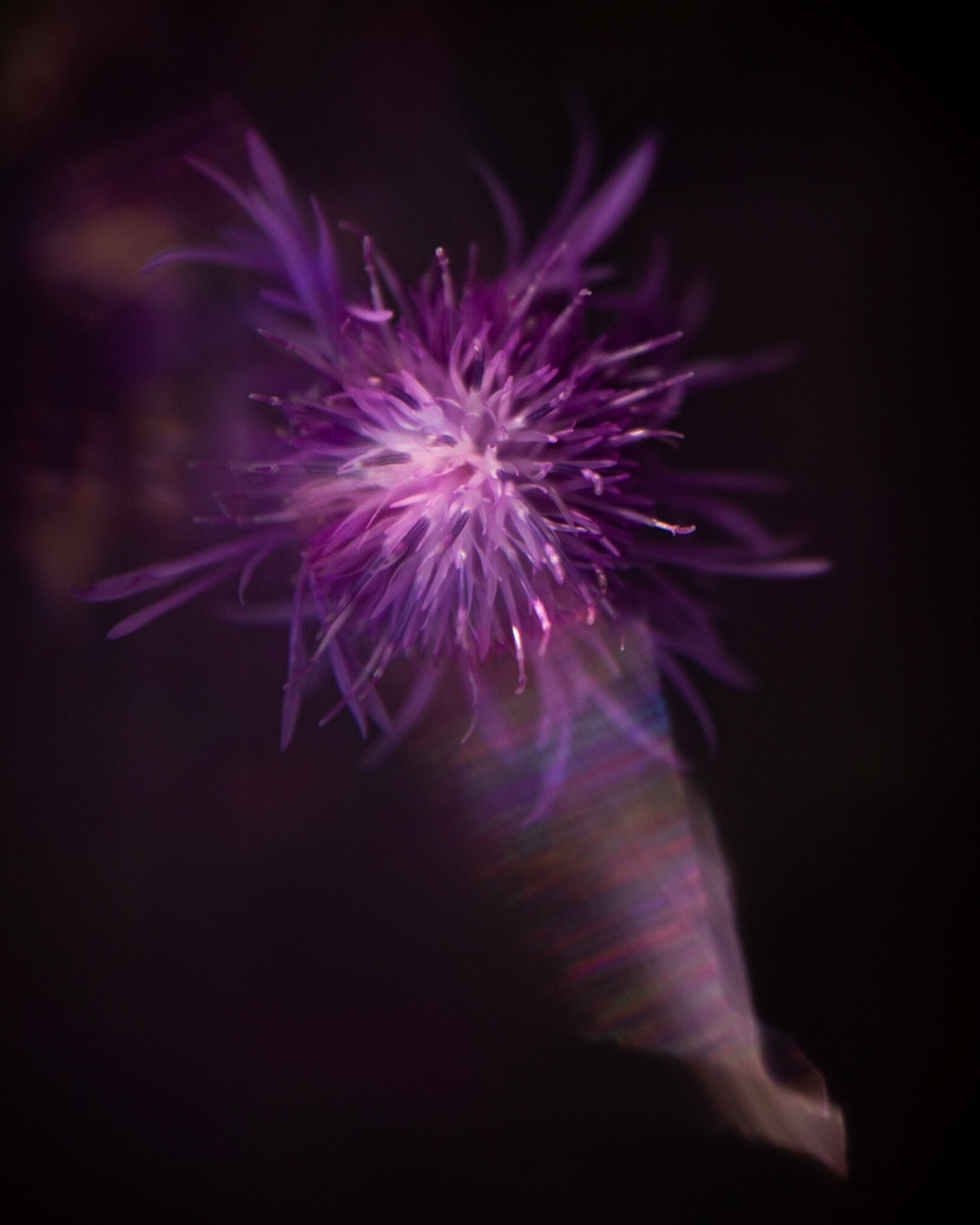 The flower of a spotted knapweed. While beautiful, this plant is very invasive and considered a noxious weed in most of the USA. This was taken using a free-lens technique.