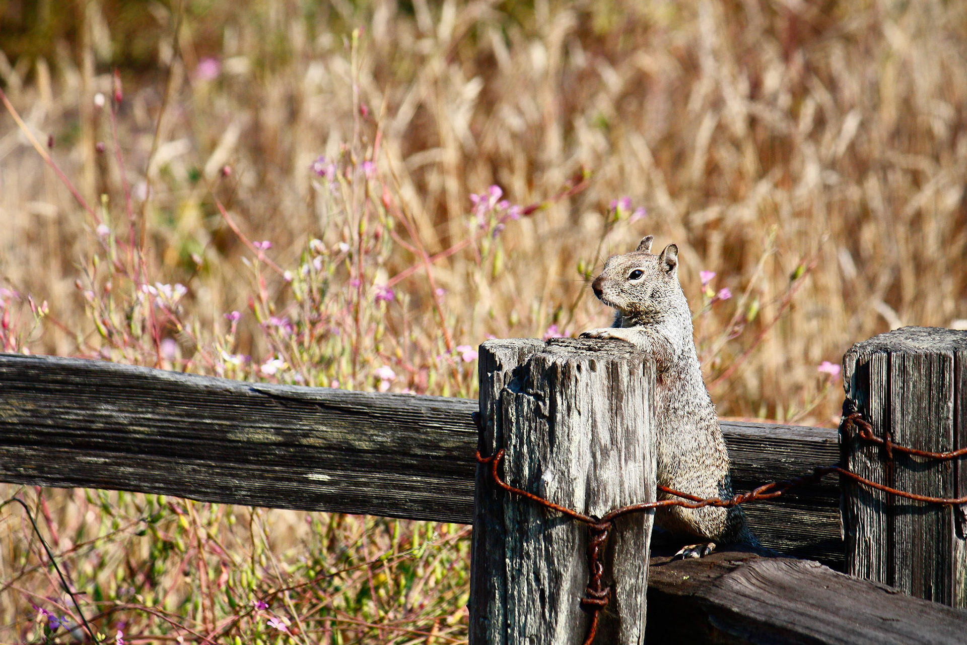 A California Ground Squirrel surveys its territory.