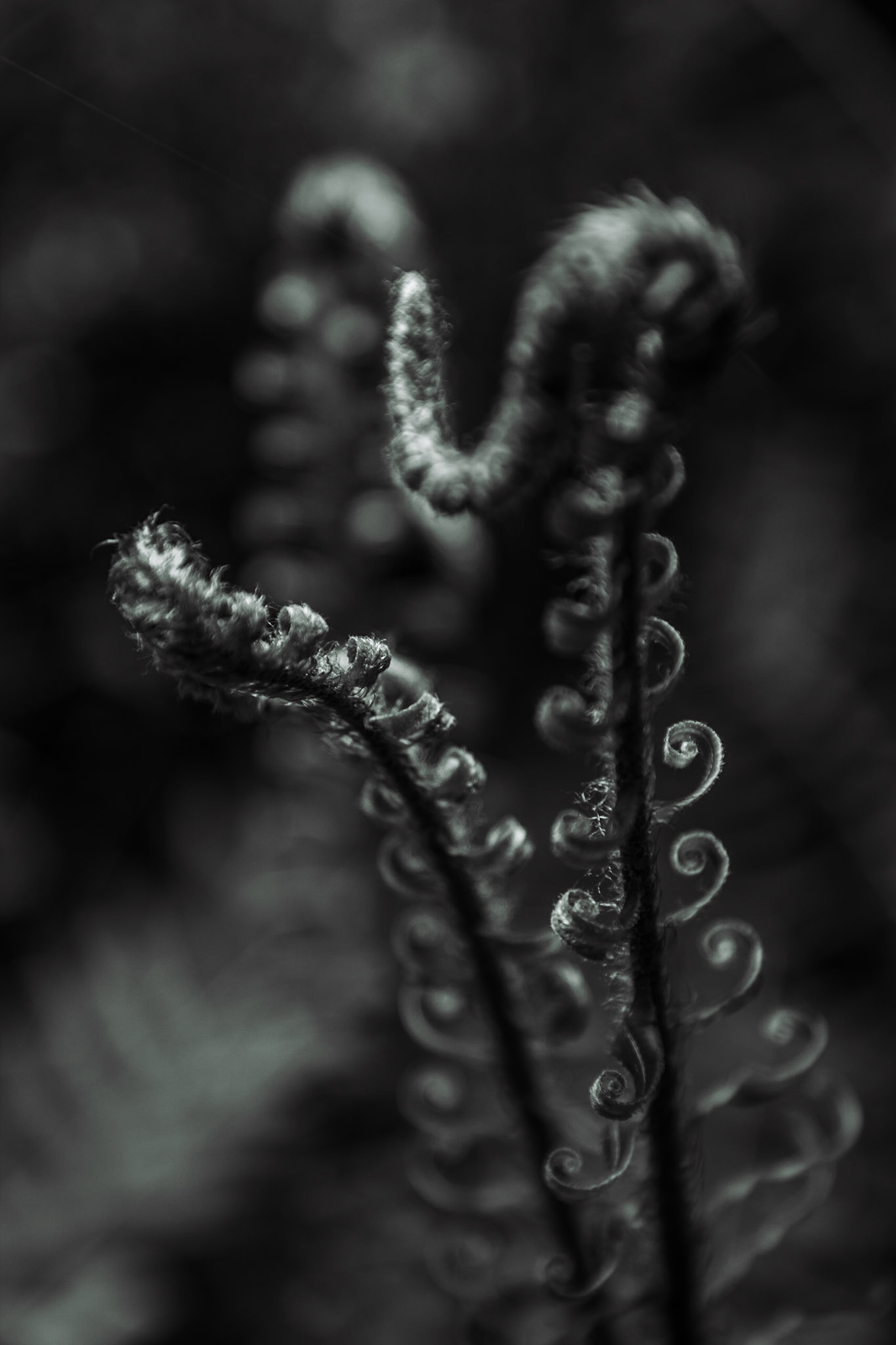 Fiddleheads of a swordfern, polystichum munitum