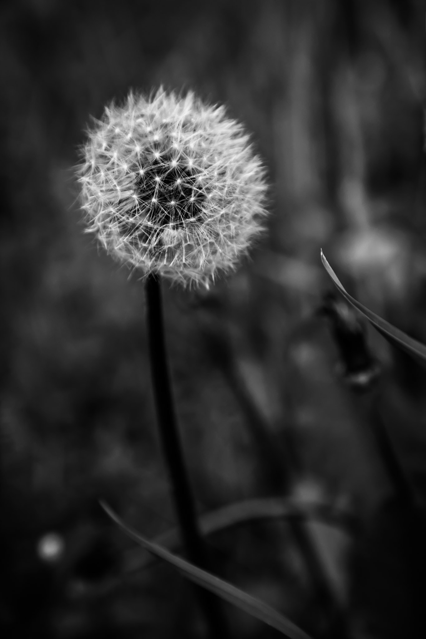 A dandelion plant gets ready to scatter its seeds to the wind.