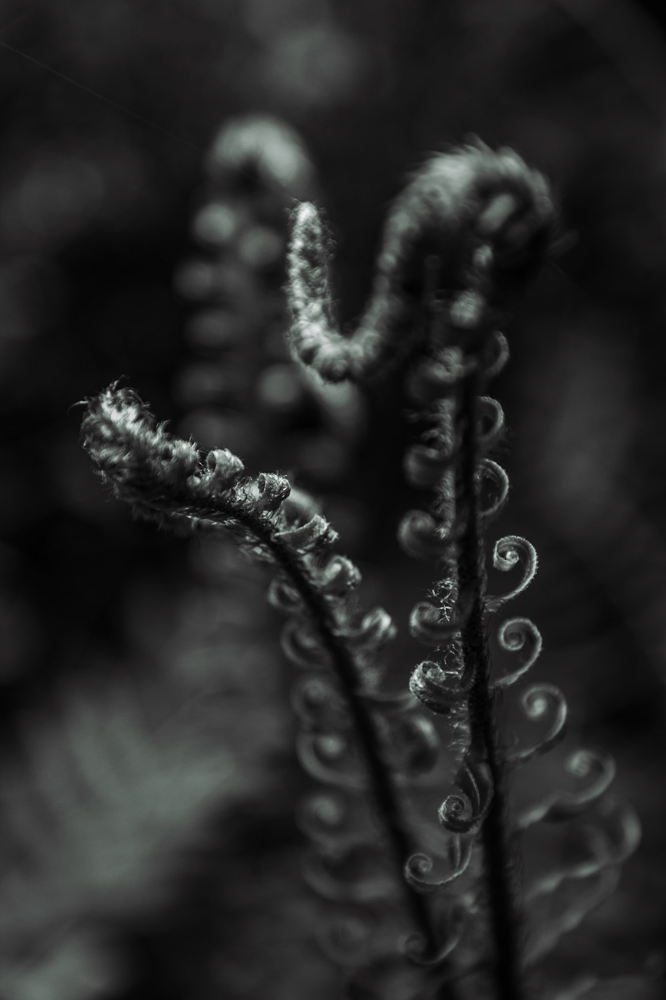 Fiddleheads of a swordfern, polystichum munitum