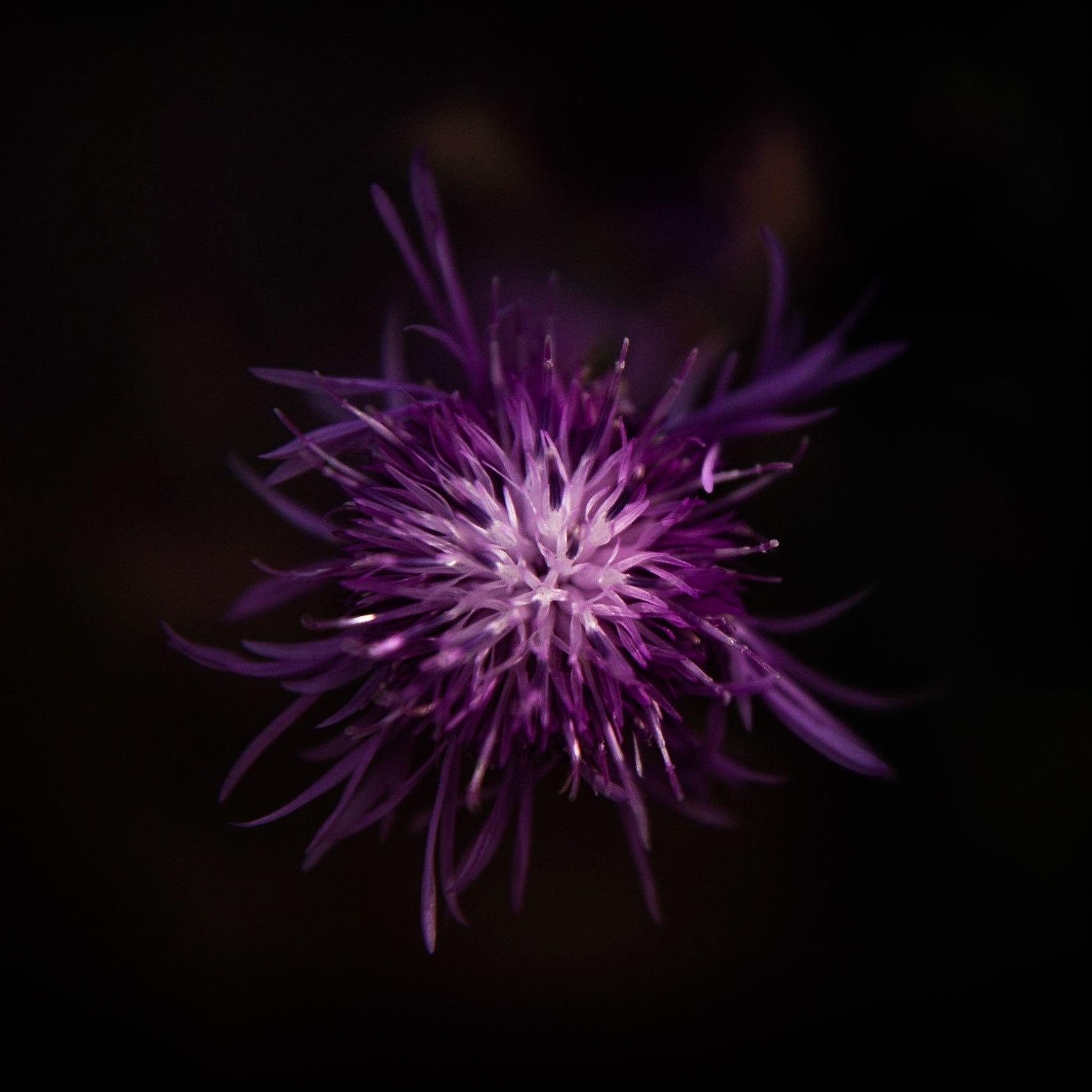 The flower of a spotted knapweed. While beautiful, this plant is very invasive and considered a noxious weed in most of the USA. This was taken using a free-lens technique.