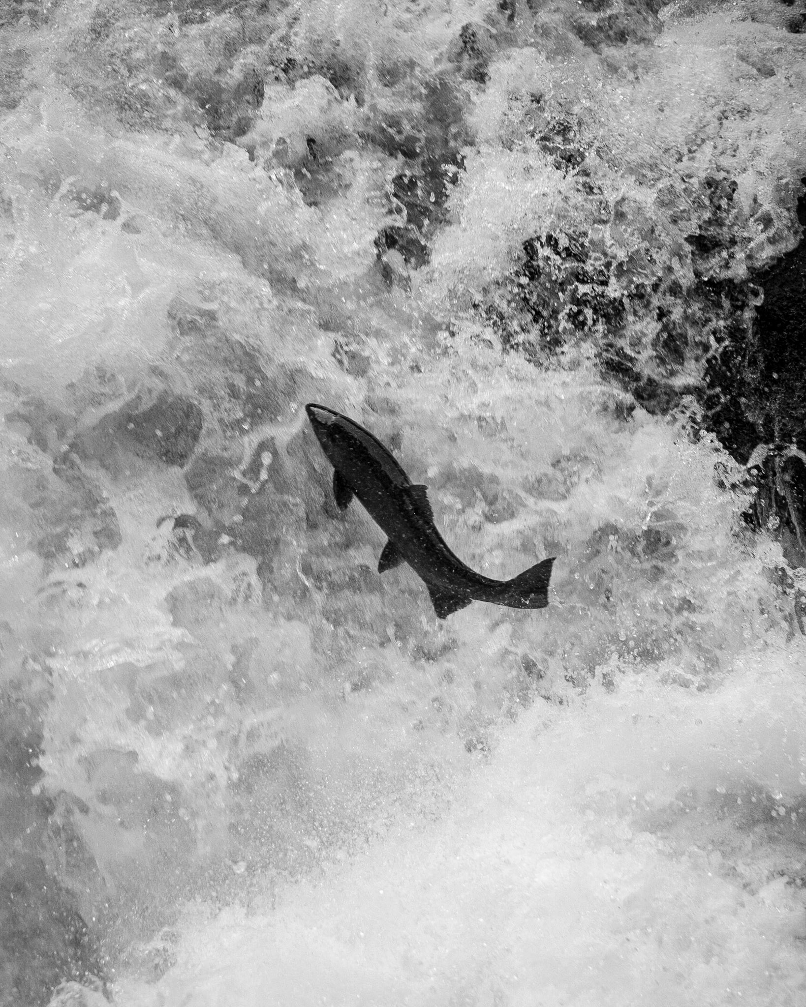 A salmon leaps to the top of a waterfall as it makes its way back to its birthplace on the Sol Duc River.