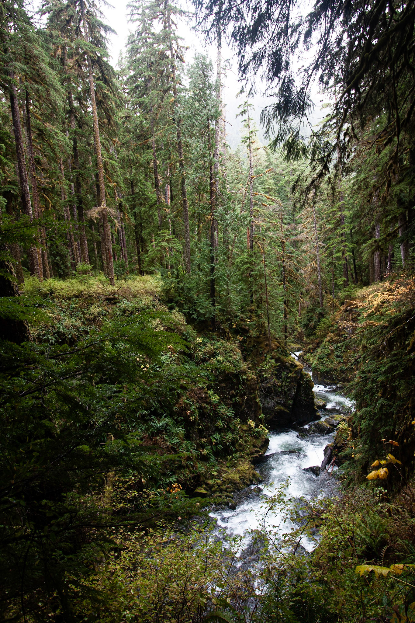 The Sol Duc River flows through the forest.