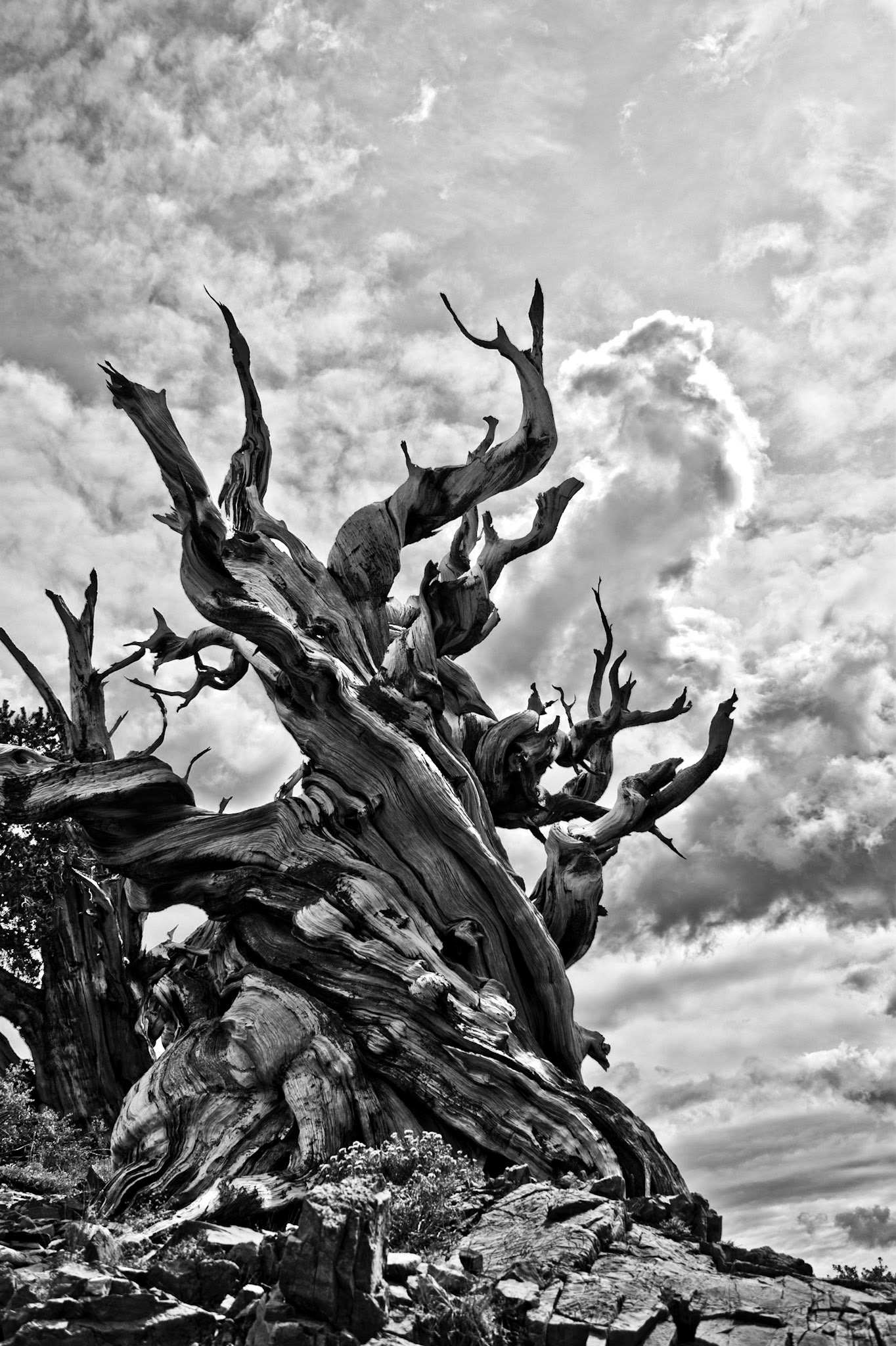 These trees are bristlecone pines that are located at the Ancient Bristlecone Pine Forest, California, USA. Methuselah (the tree on the right) is over 4,792 years old.