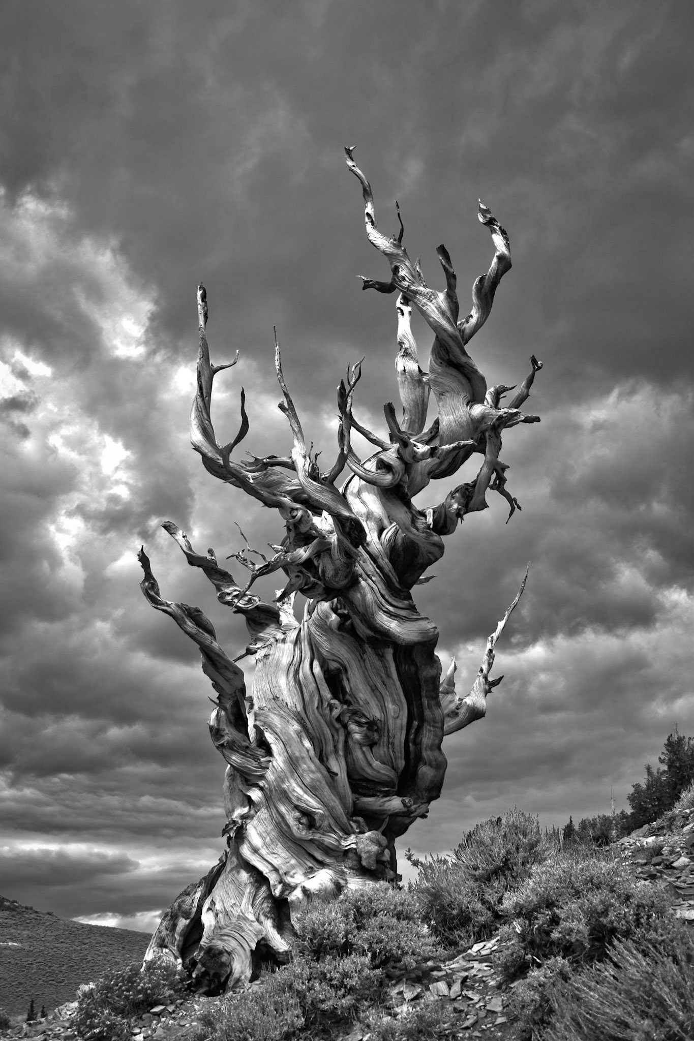 These trees are bristlecone pines that are located at the Ancient Bristlecone Pine Forest, California, USA. Methuselah (the tree on the right) is over 4,792 years old.