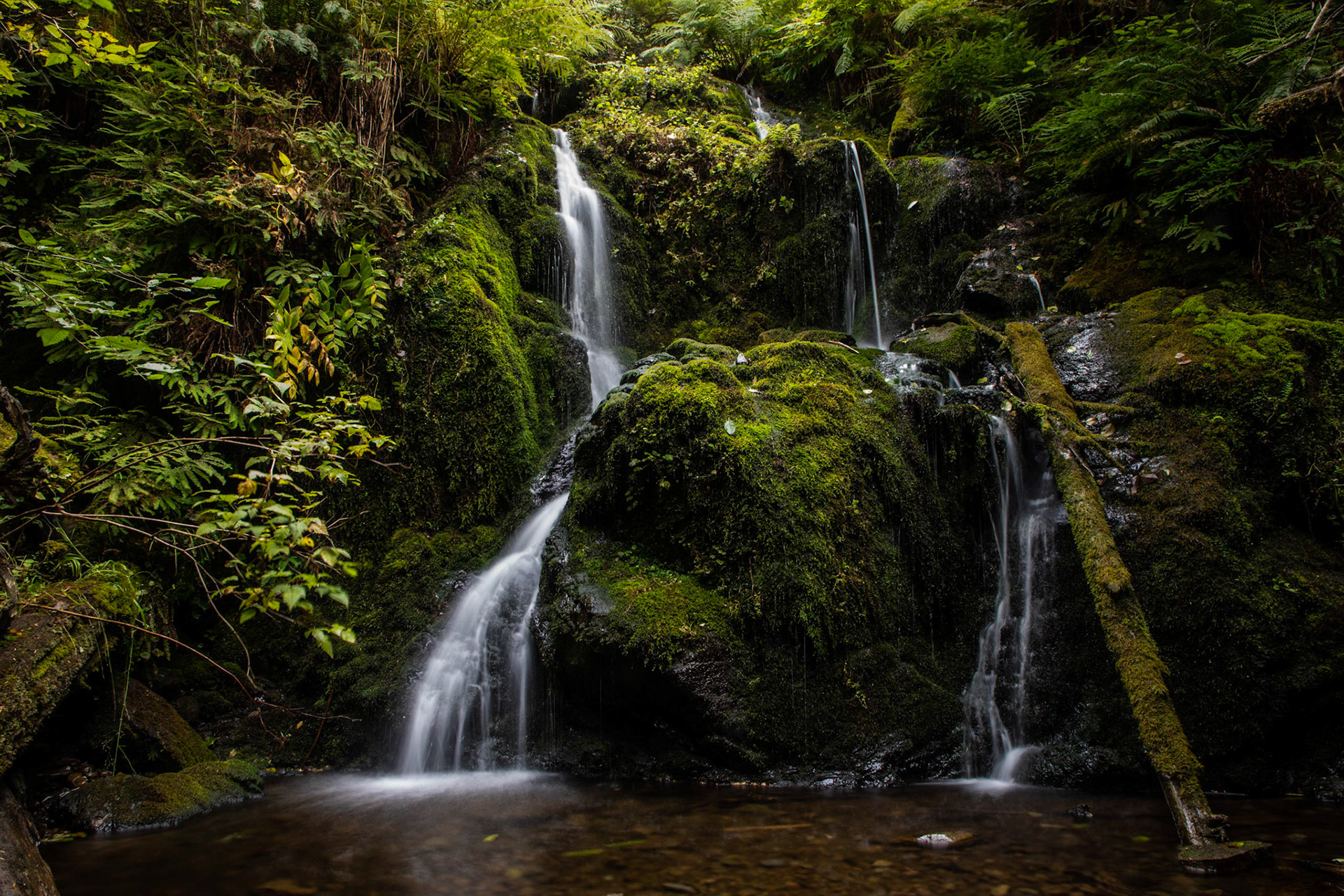 Falls Creek is one of the many creeks with beautiful waterfalls in the Quinault Rainforest.