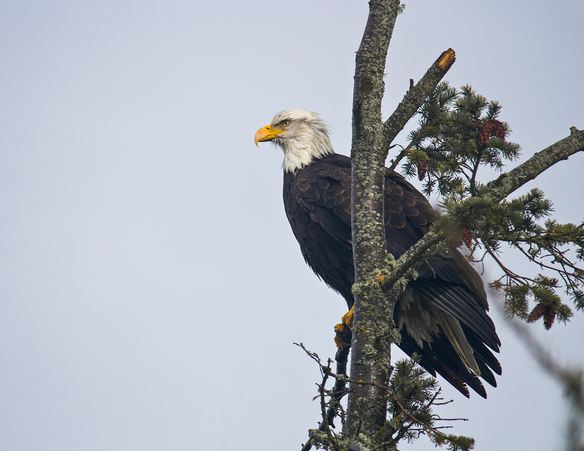 One of the many Bald Eagles to be found on the Olympic Peninsula of Washington State.