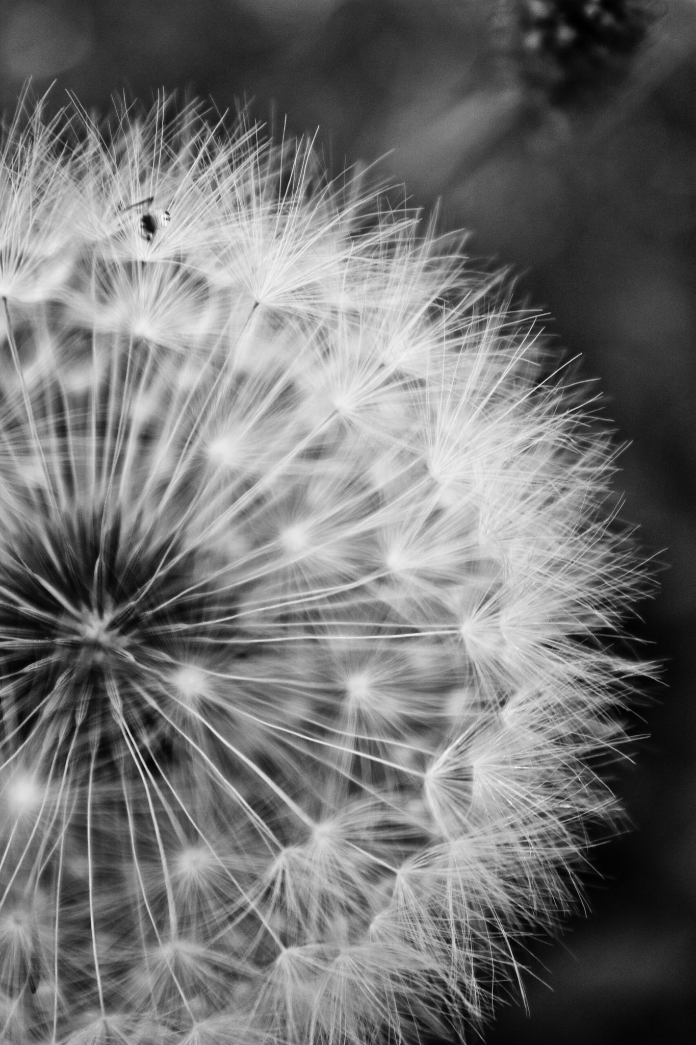 A dandelion plant gets ready to scatter its seeds to the wind.