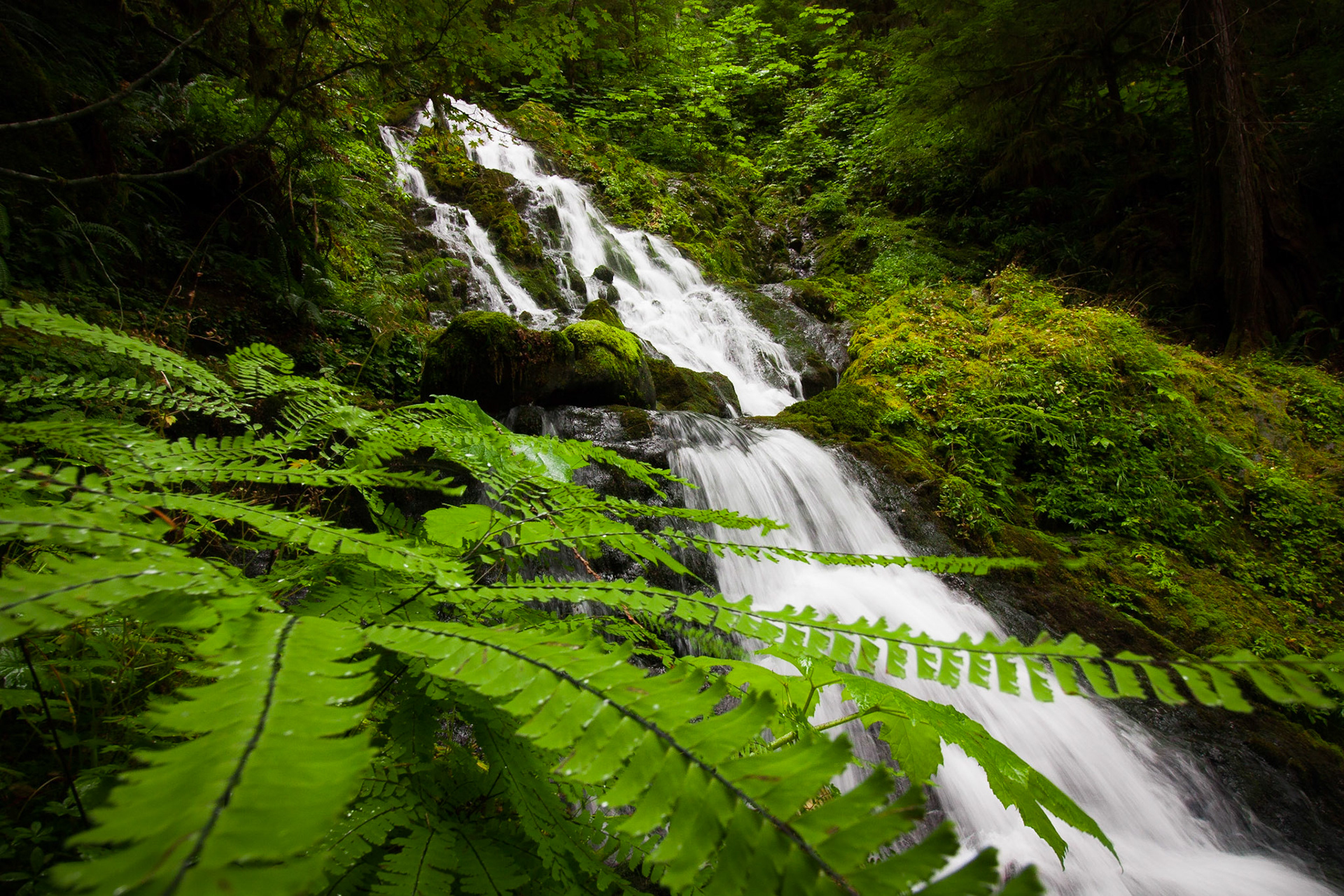 Bunch creek is one of the many creeks that flow into Lake Quinault.
