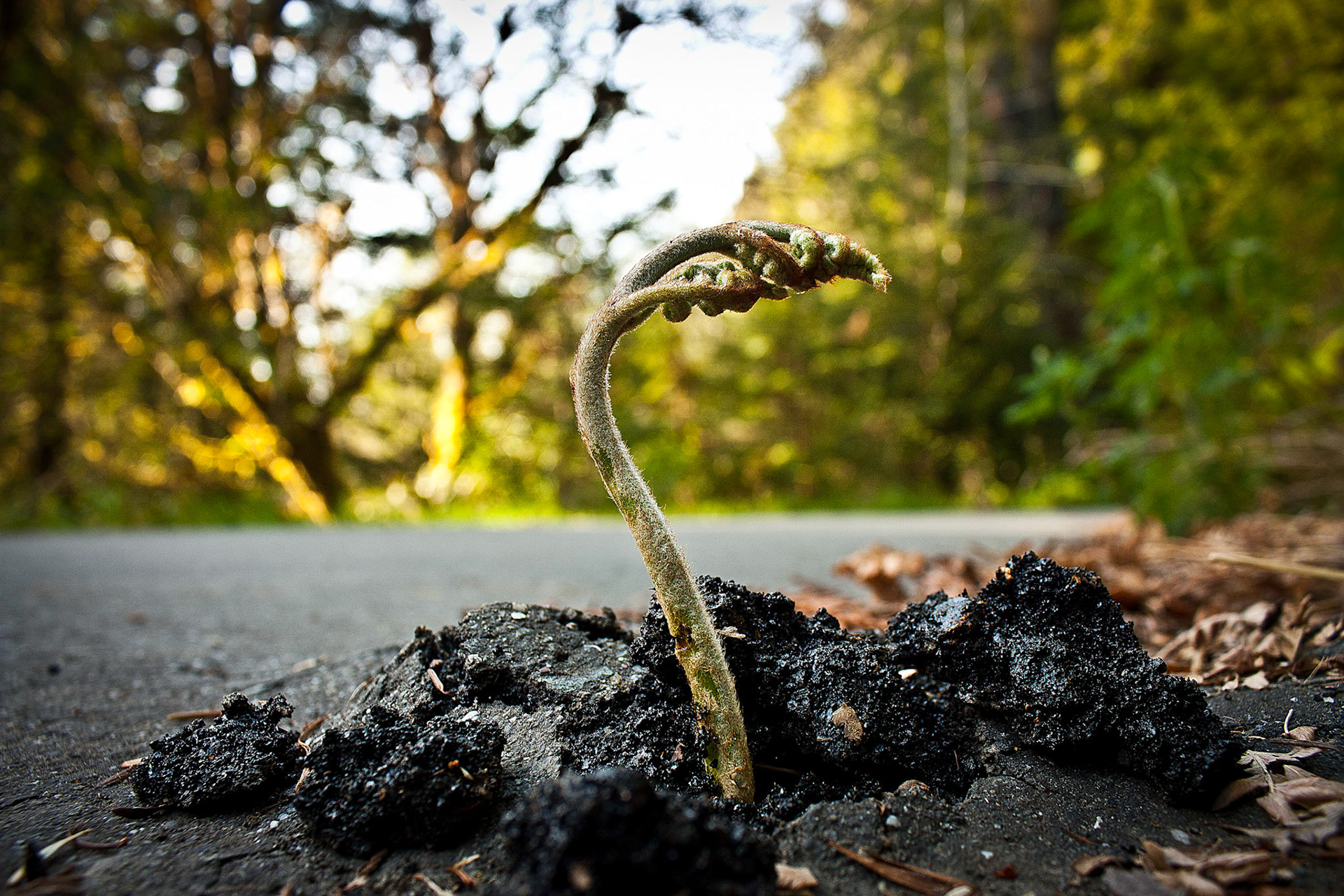 A sword fern bursts from its ashpalt prision.