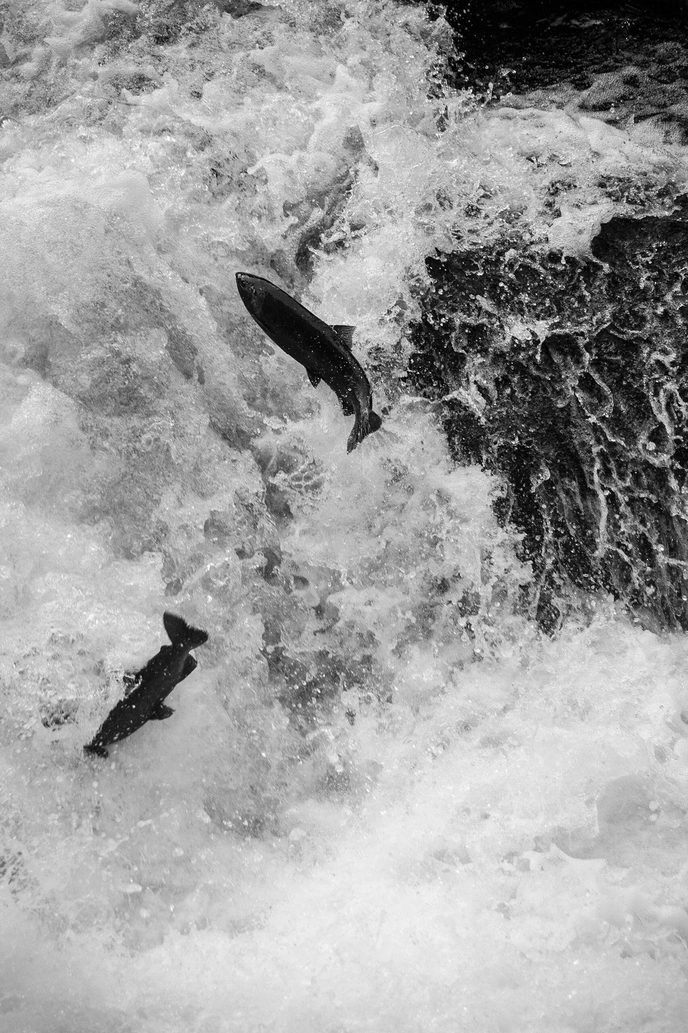 A salmon leaps to the top of a waterfall as it makes its way back to its birthplace on the Sol Duc River.