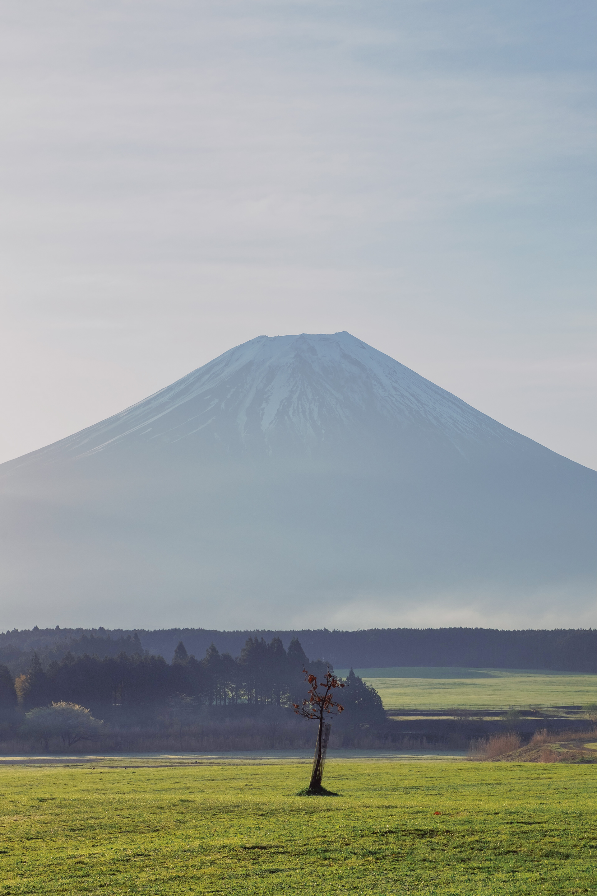 Mount Fuji at Fumotoppara Campground in the morning