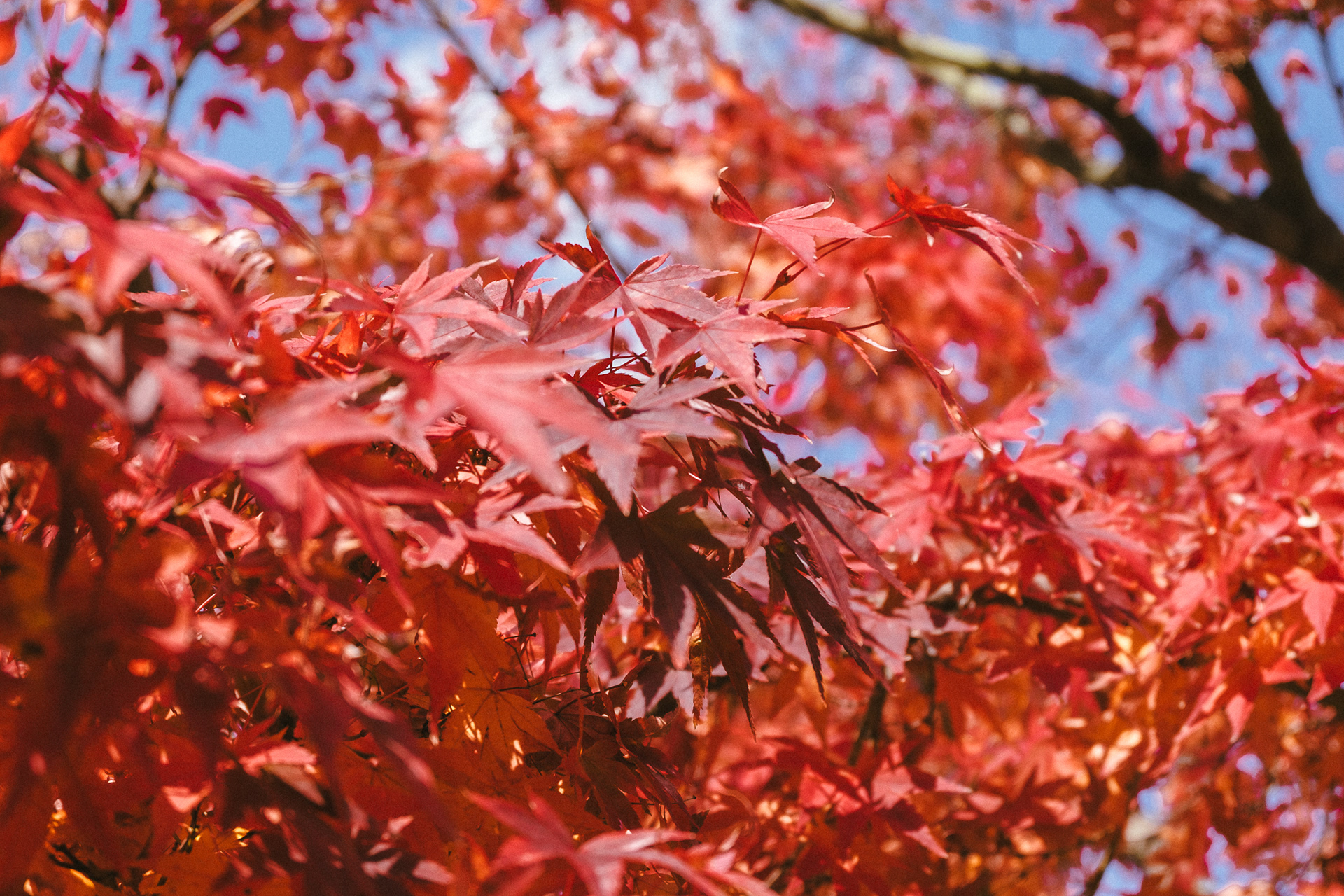 Japanese Maple Tree Leaves