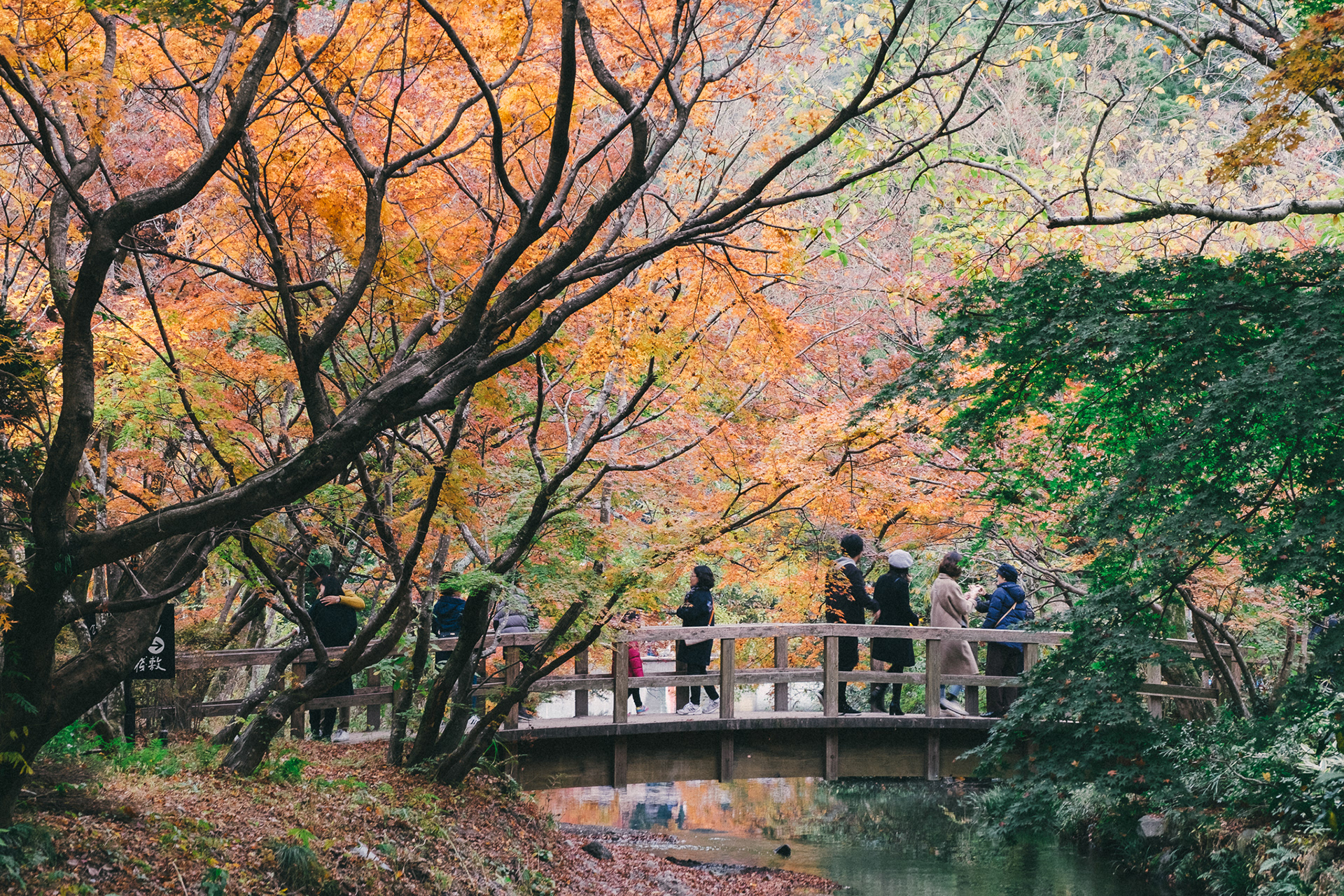People looking at colorful leaves at Yufuin