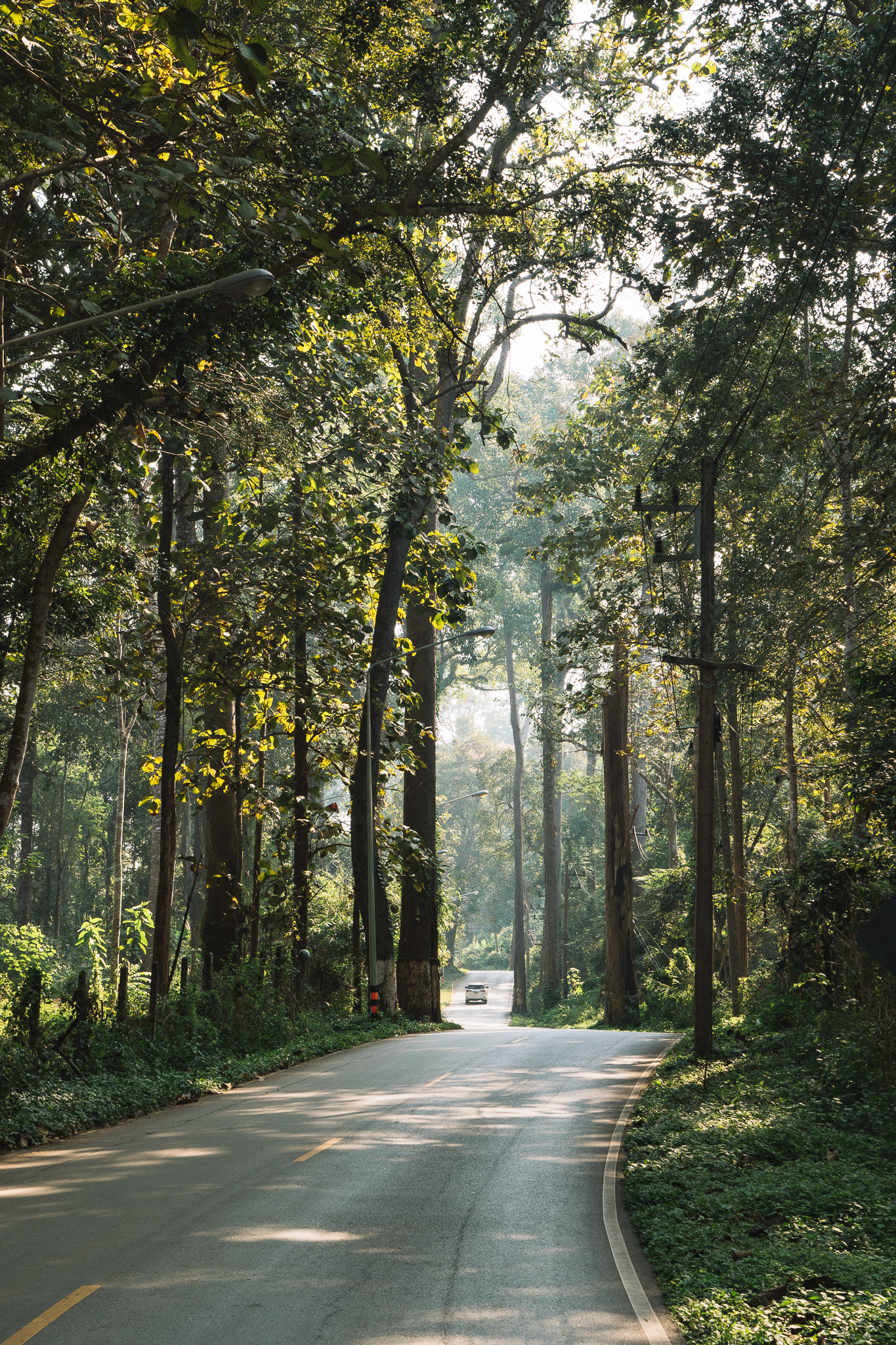 Giant Trees Alley Chiang Dao