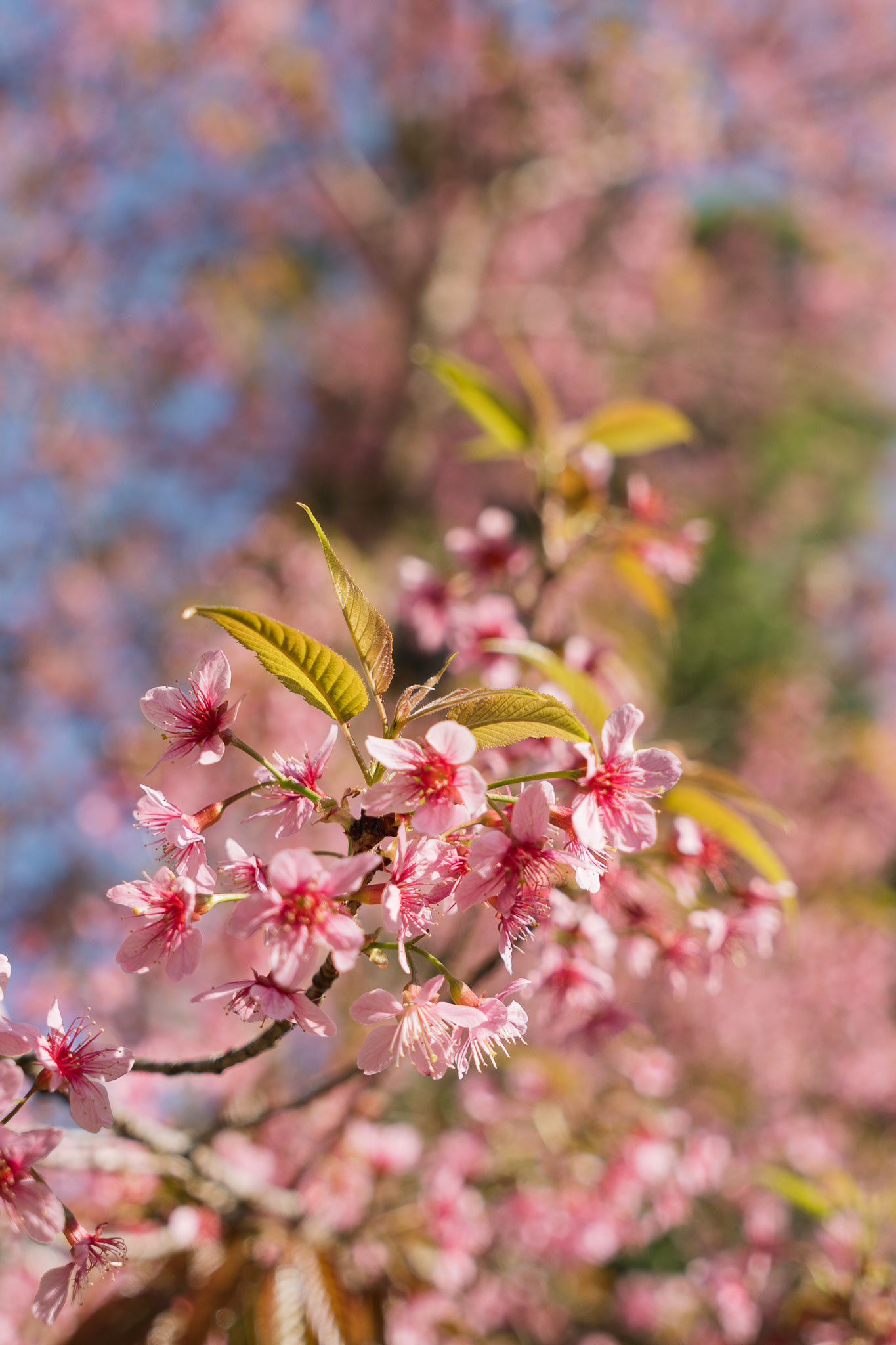 Wild Himalayan Cherry
