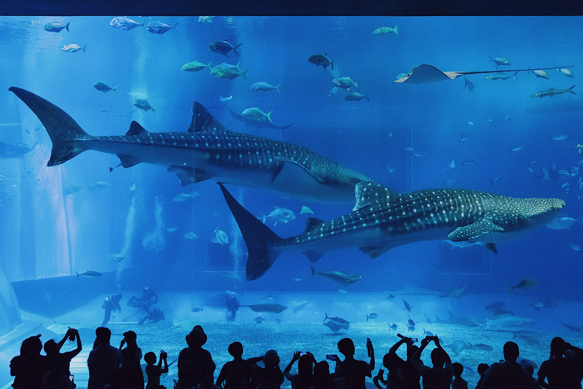 Whale Shark at Churaumi Aquarium, Okinawa