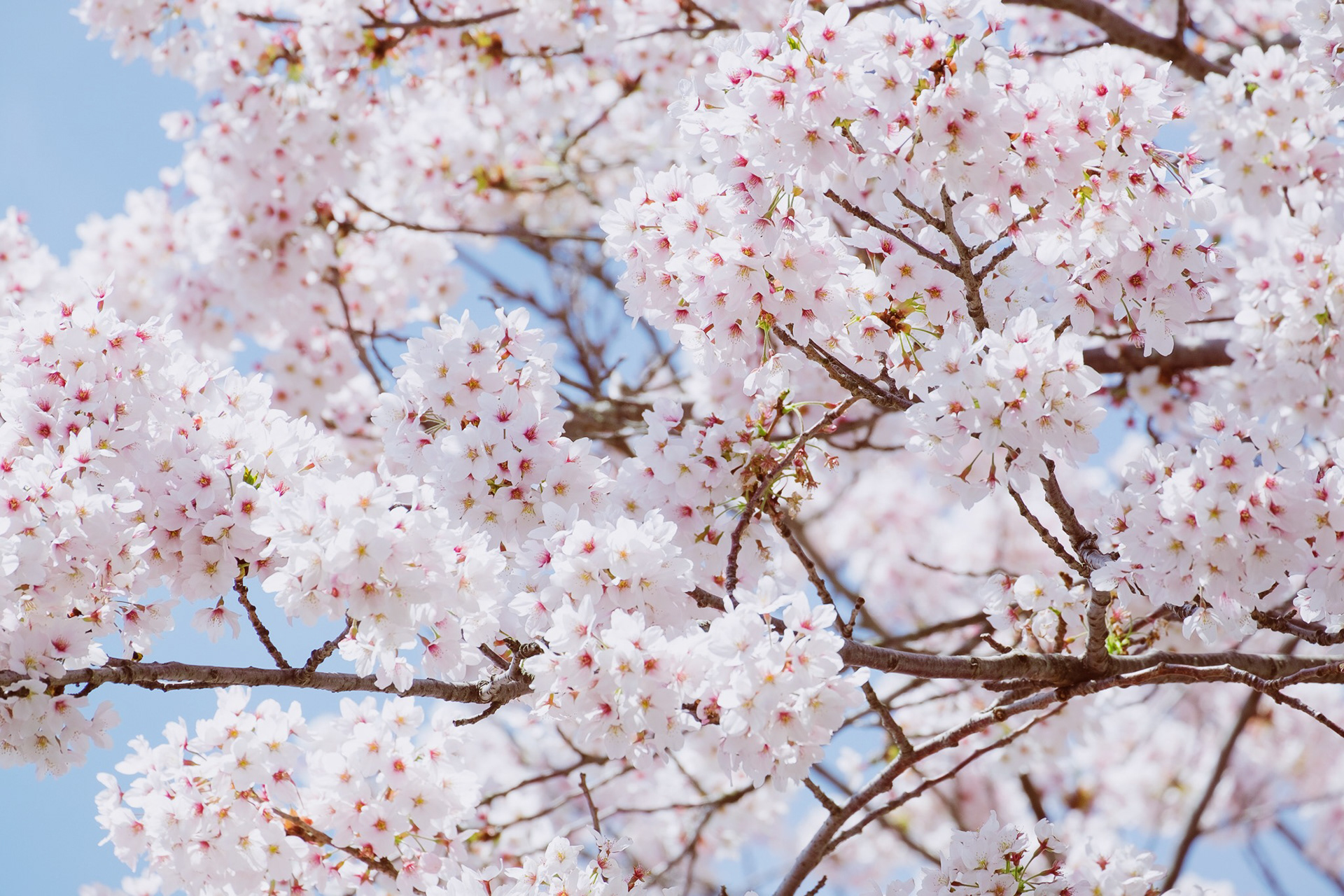 Cherry blossom in the morning