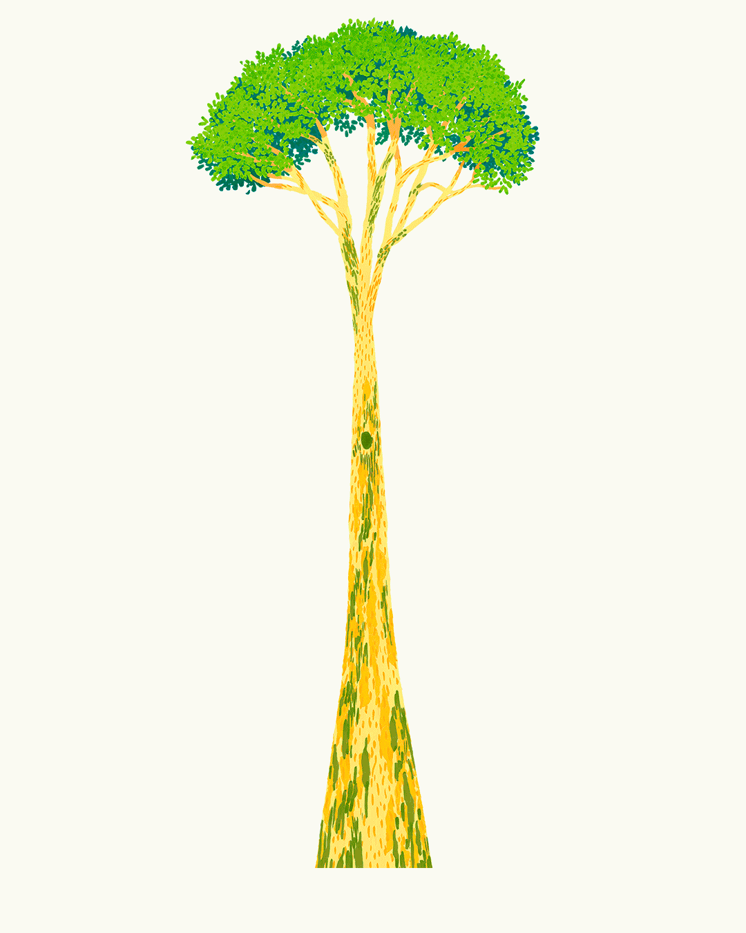 The layering of the forest
