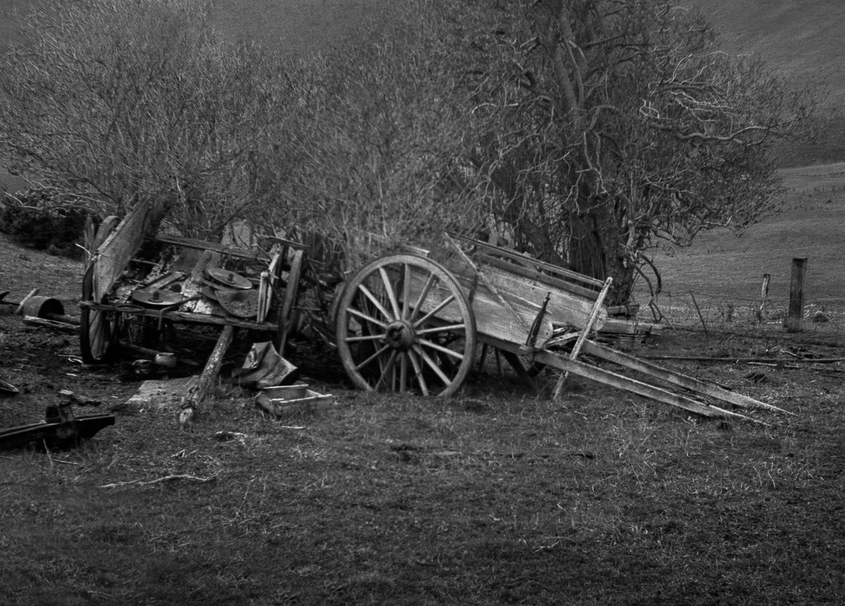 Old decaying horse drawn carts under trees, Southland
