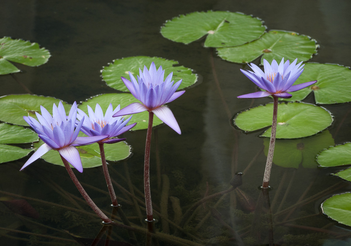 Lotus flowers in a pond, Marina Bay Sands, Singapore, 2013