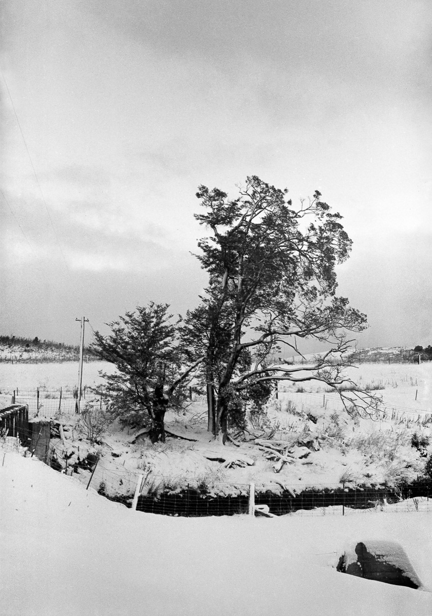 Trees  in snow beside Irthing Road near Lumsden, Southland
