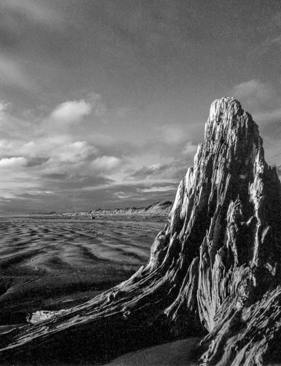Old tree stump on Oreti Beach, Inveracrgill, Southland