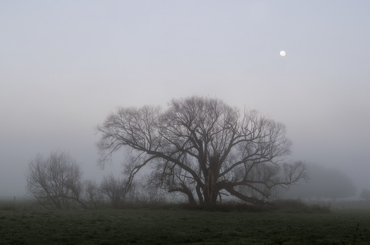 Trees in the early morning mist with full moon above, Papawai Road, Greytown, 2022
