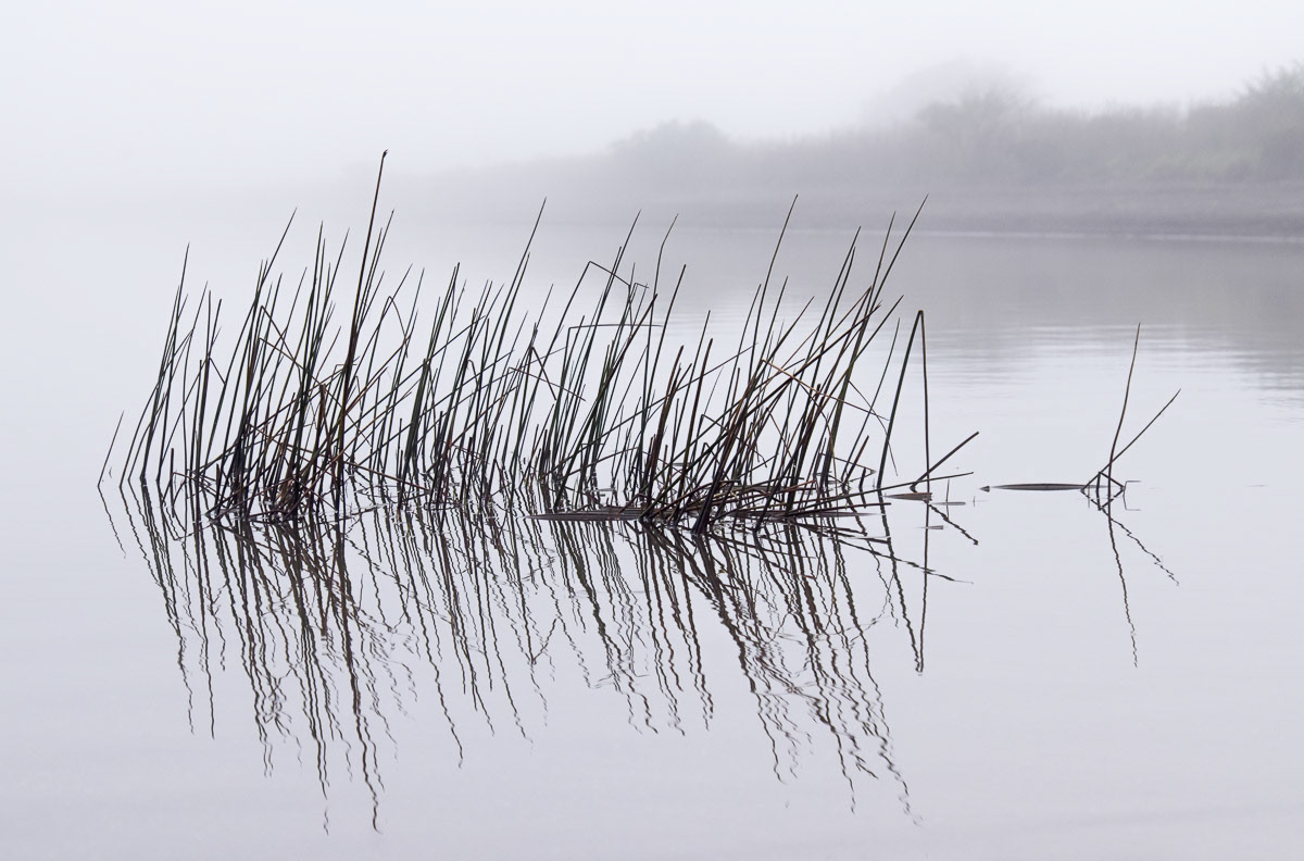 Reeds and their reflections on a misty morning at Lake Reserve, Featherston, 2017