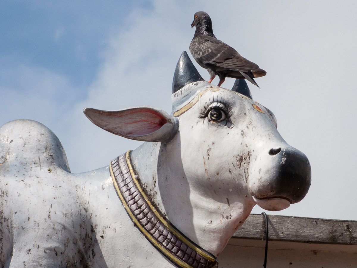 Pigeon on sacred cows head on Sri Mariamman Hindu Temple, Singapore, 2013
