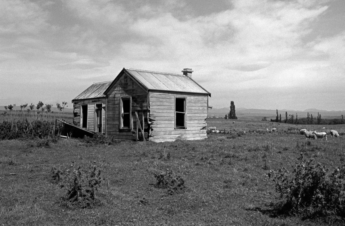 Deserted farmhouse with sheep and thistles on a farm in North Otago. 1983