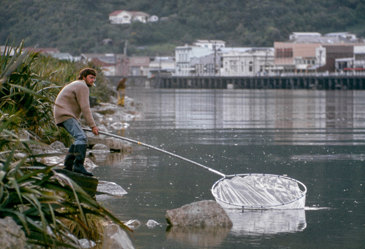 Whitebait scooping for whitebait in the Grey River at Greymouth, West Coast