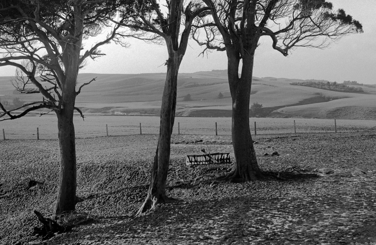 Trees in rural Southland