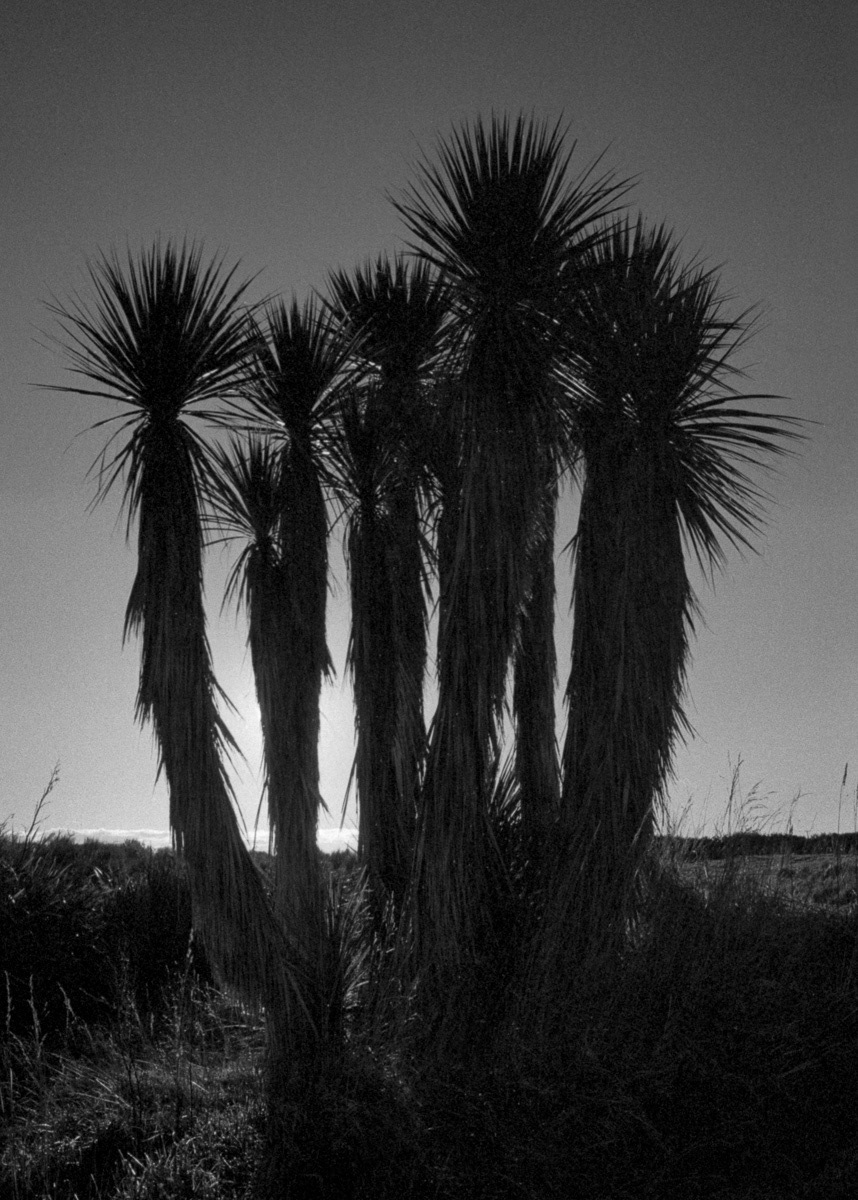Cabbage trees near Oreti Beach, Invercargill, Southland