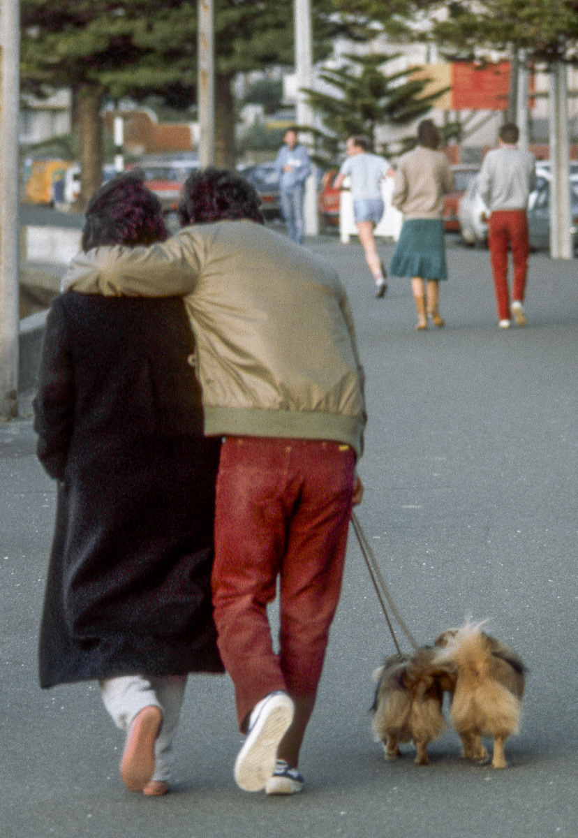 Puppy Love, a couple walking with two dogs along Oriental Parade, Wellington