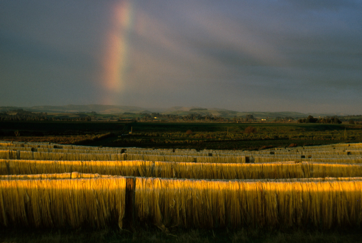 Flax on fence to dry, flax farm near Gorge Road in Southland